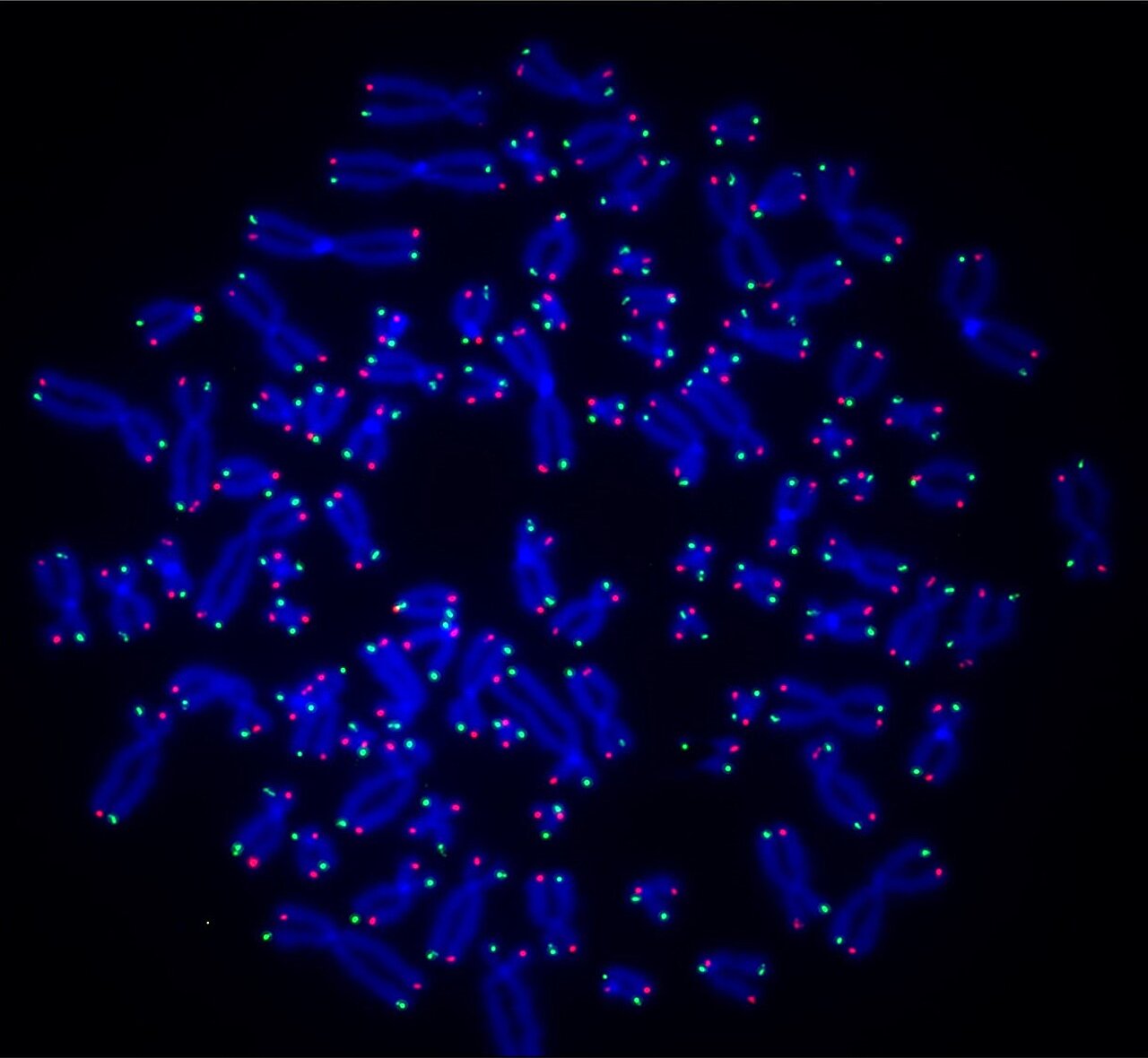 photo of Dogma-challenging telomere findings may offer new insights for cancer treatments image