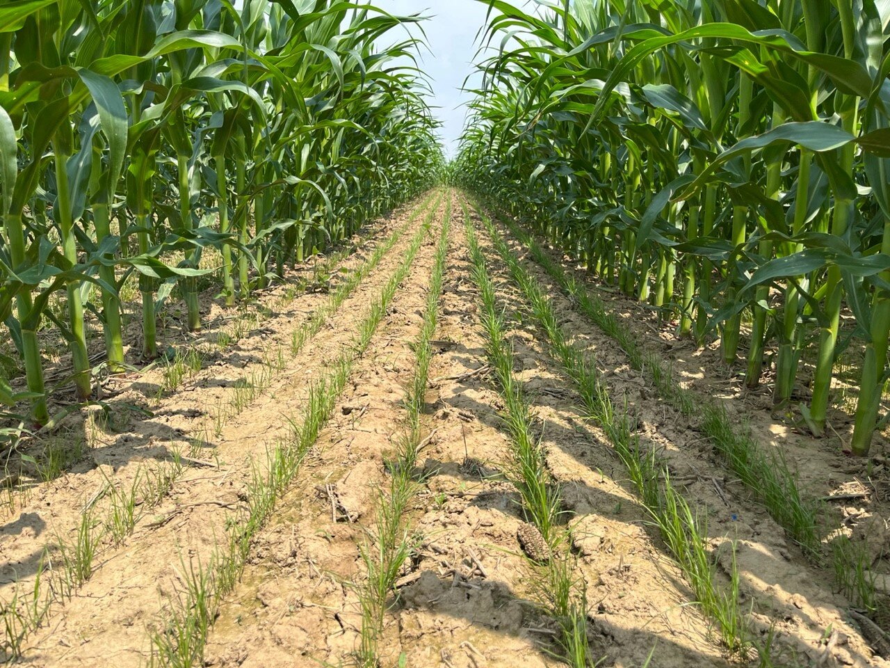 photo of Drill-interseeded cover crops in V3 corn reap benefits image