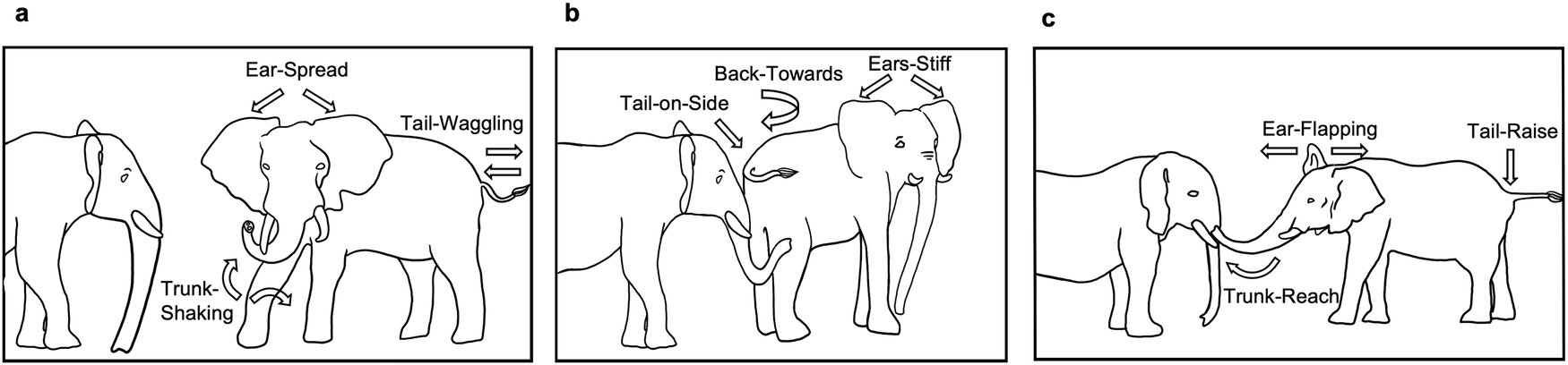 photo of Elephants use gestures and vocal cues when greeting each other, study reports image