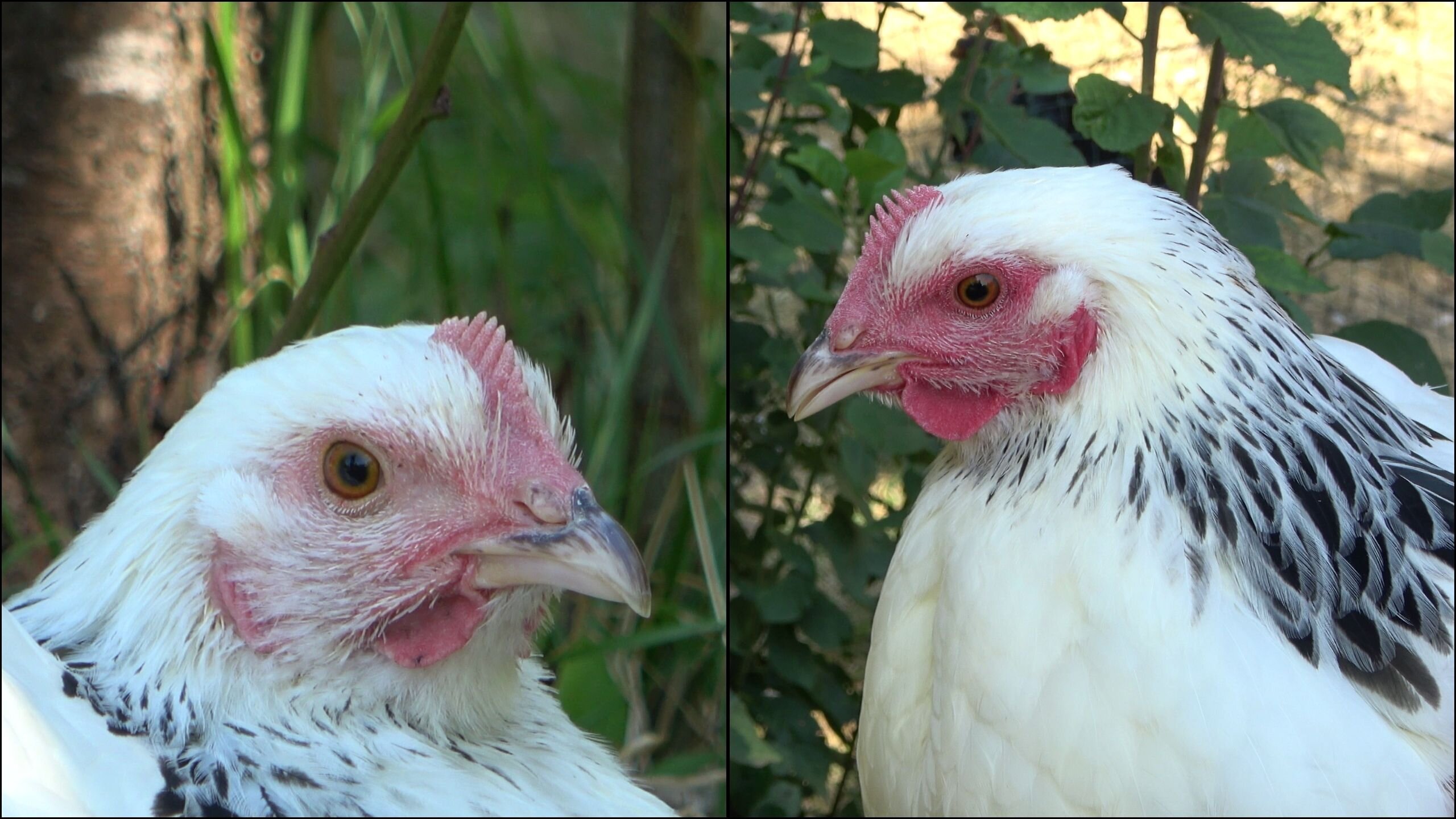 photo of Emotion can cause chickens to get red in the face image
