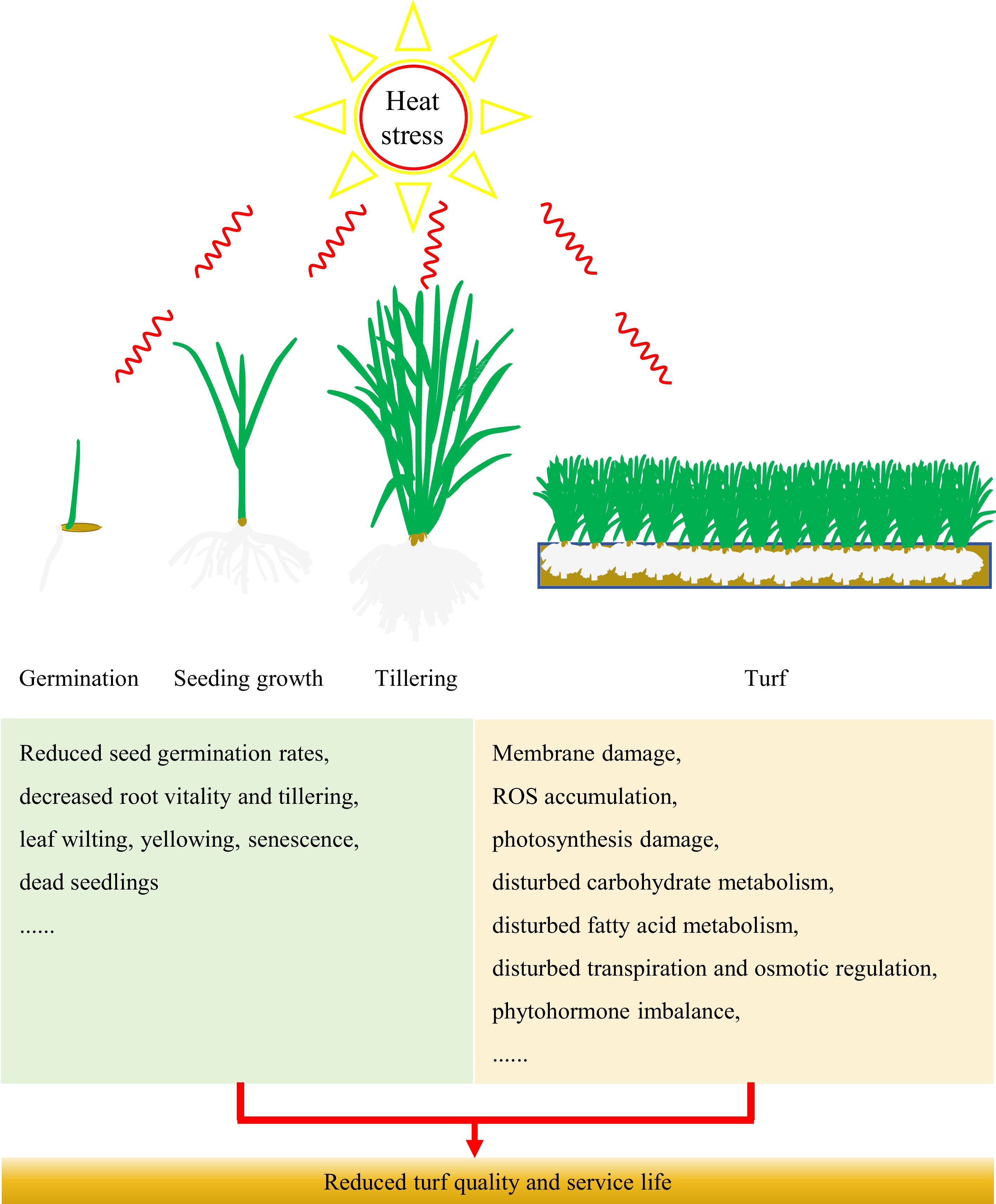 photo of Enhancing heat tolerance in cool-season turfgrasses image