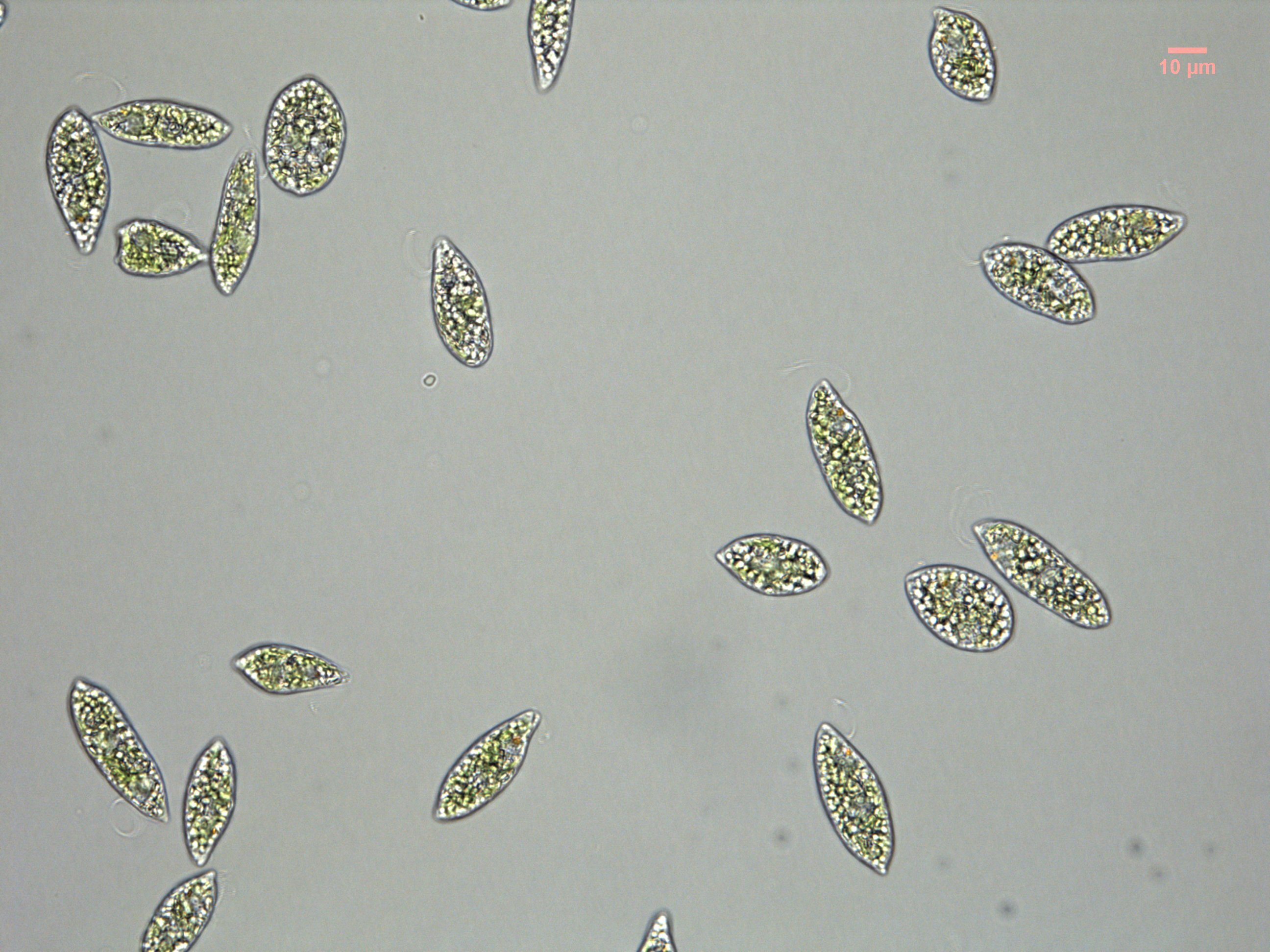 photo of Scientists explore method to increase the growth and carotenoid content ratio of an edible microalga image