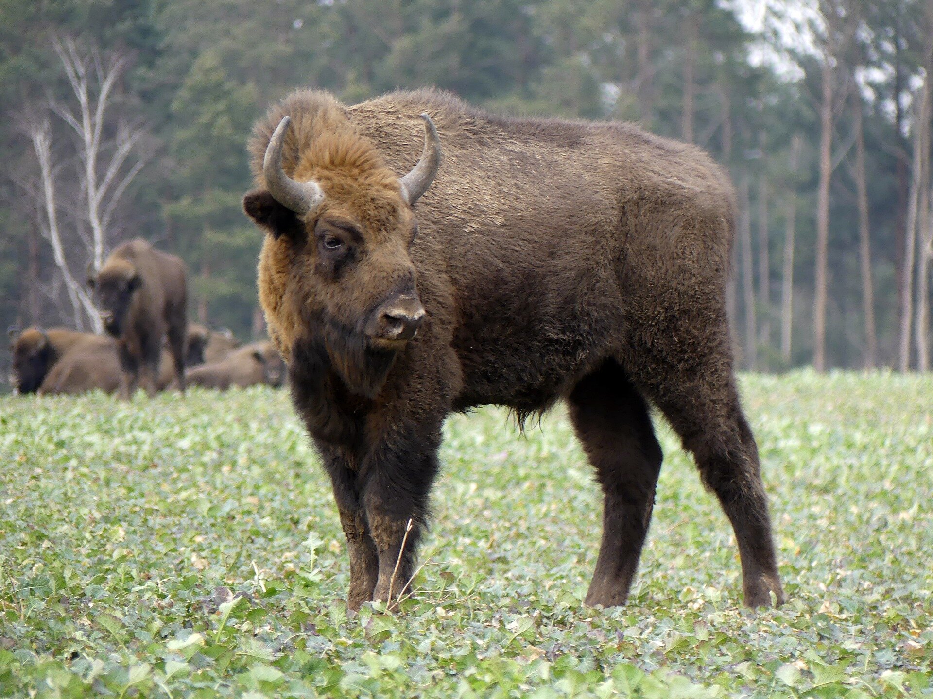 photo of European Bison can adapt well to the Mediterranean climate of southern Spain, analysis suggests image