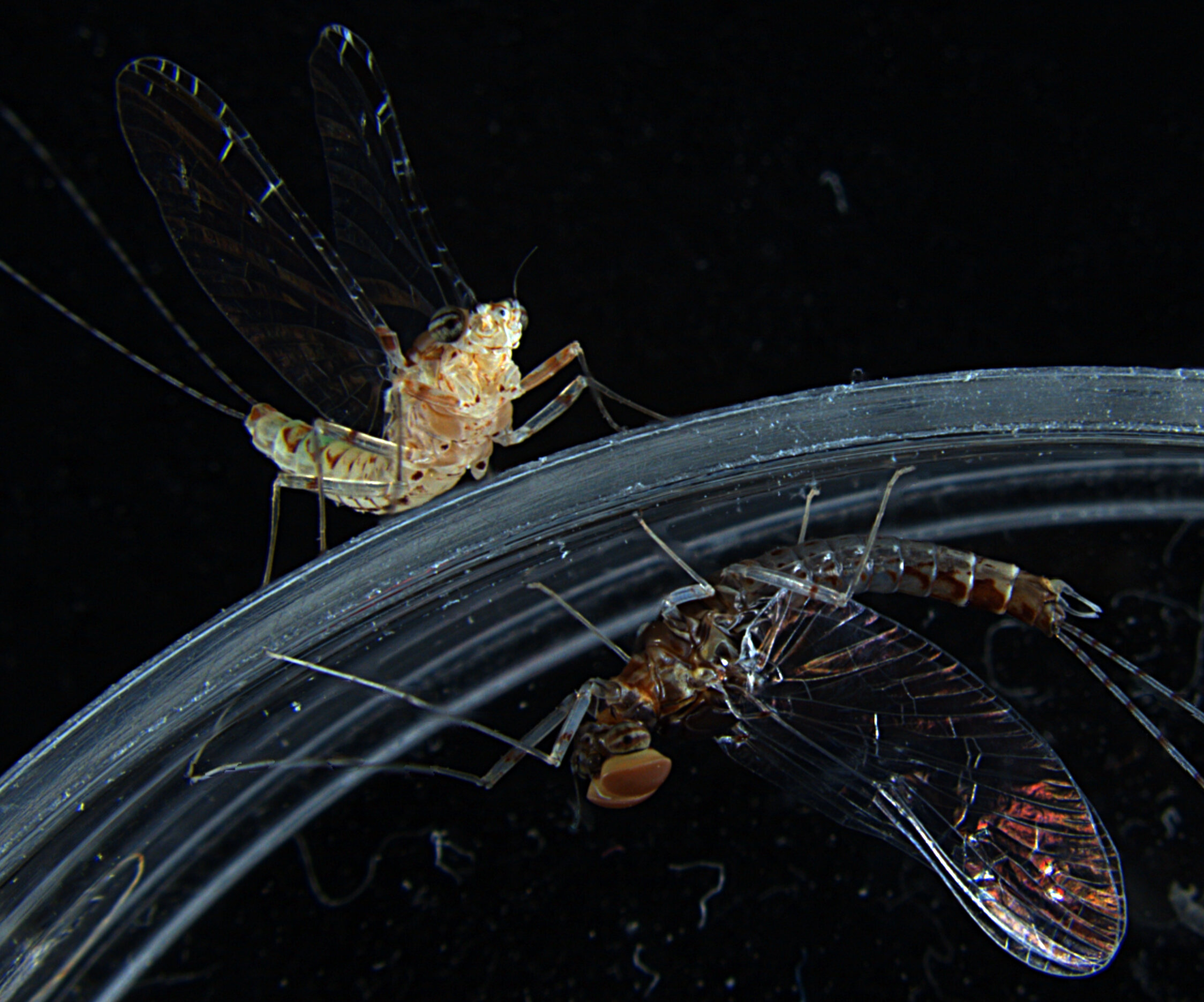 Jak chyby „copy-and-paste“ vedly k letu hmyzu, maskování chobotnic a lidskému vnímání