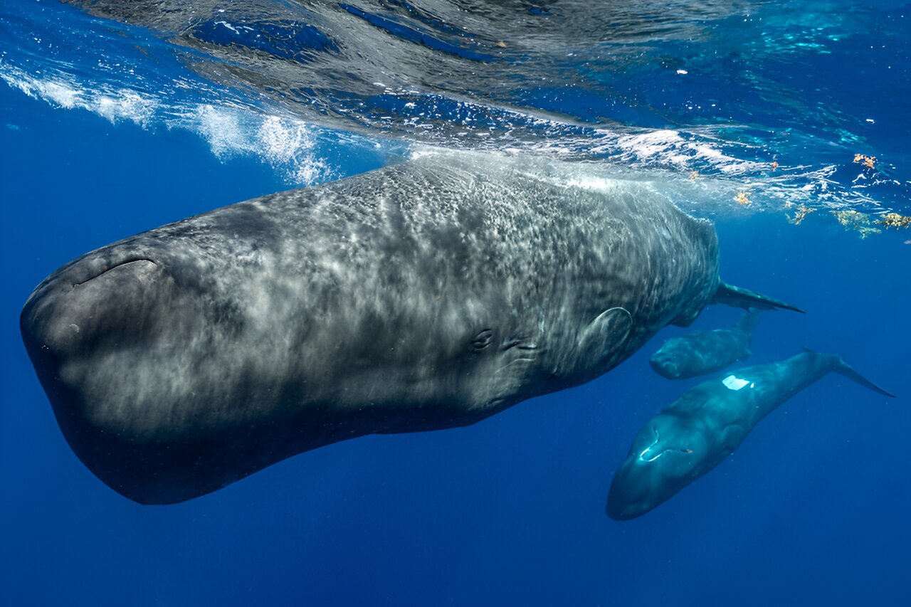 photo of Using algorithms to decode the complex phonetic alphabet of sperm whales image