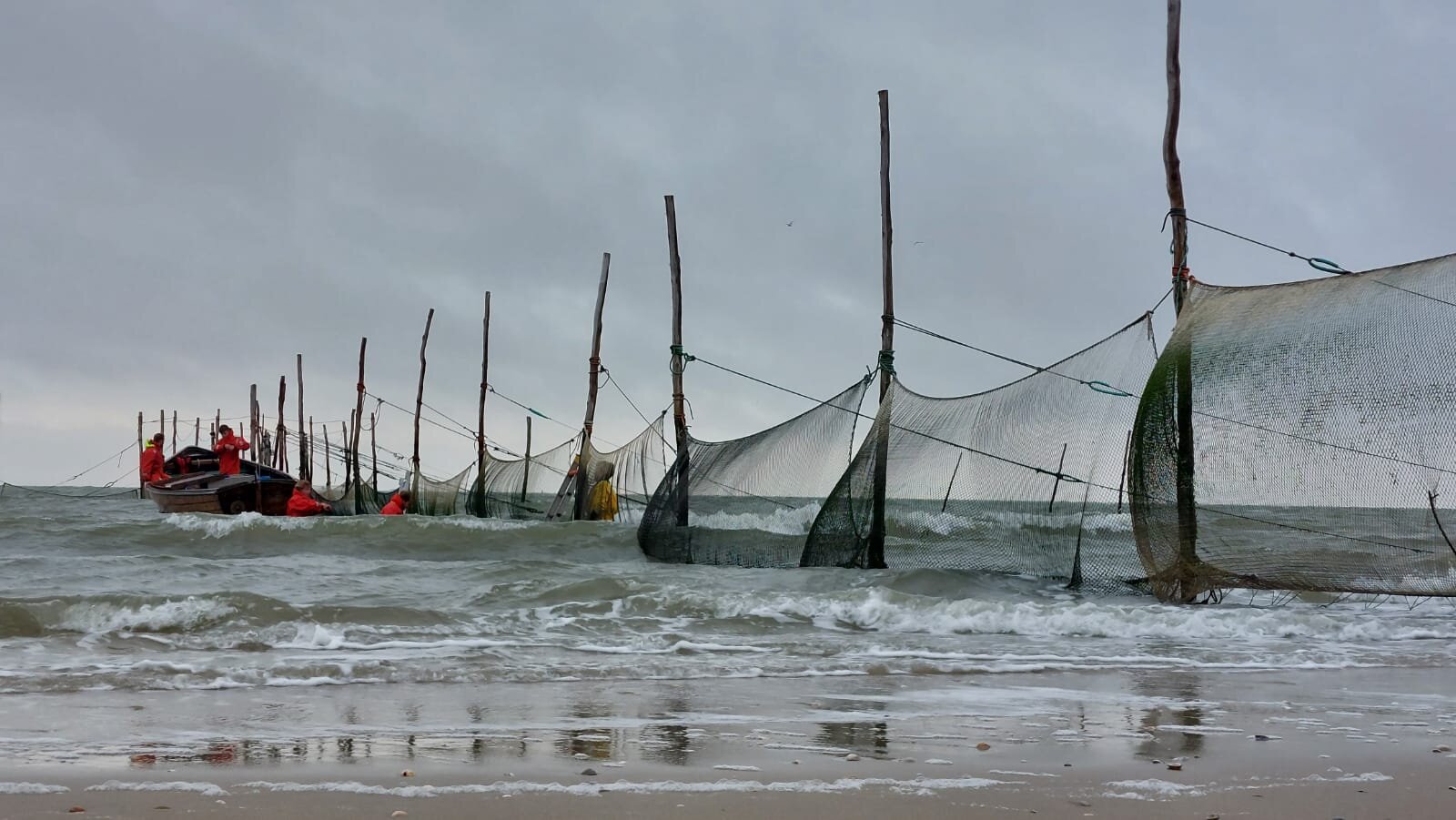 photo of Long-term research shows herring arrive earlier in the Wadden Sea due to climate change image