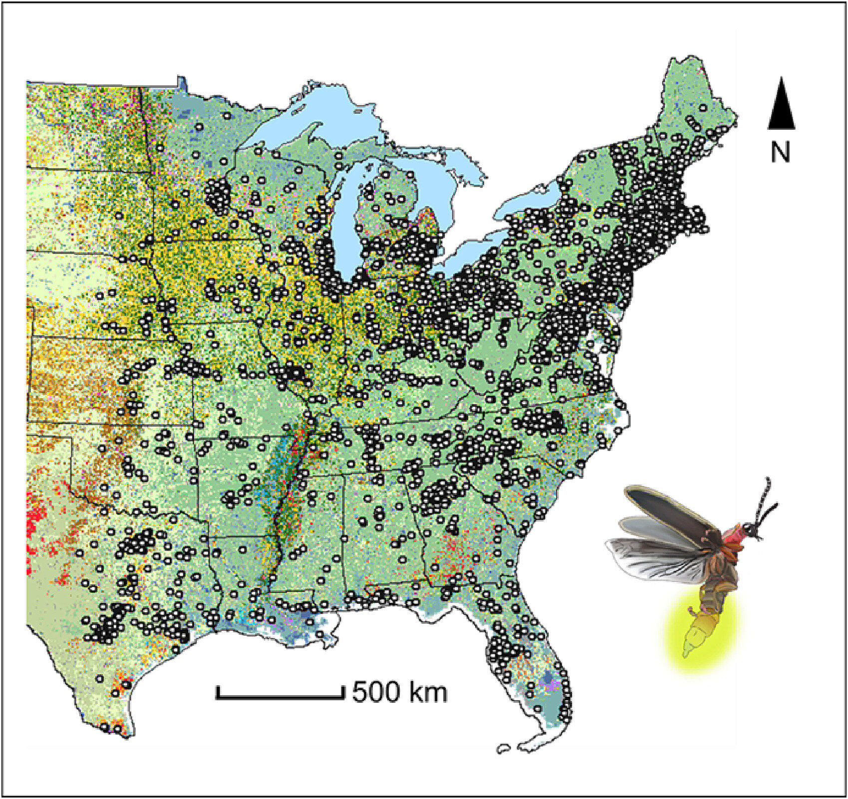 photo of Fading lights: Comprehensive study unveils multiple threats to North America's firefly populations image
