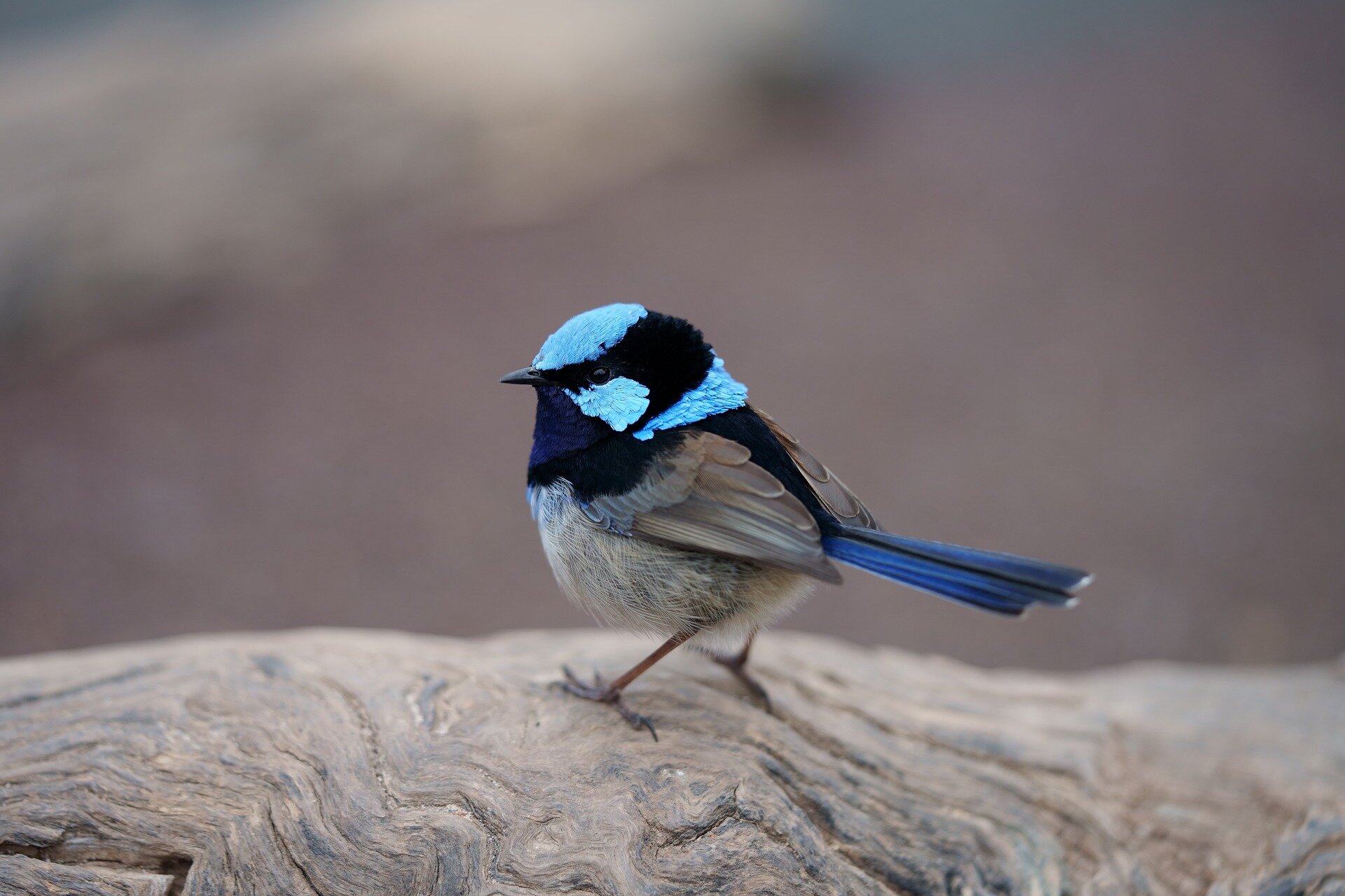 photo of Fairy-wrens are more likely to help a mate in the harsh of winter, ornithologists find image
