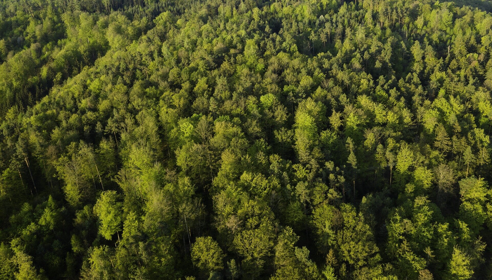 Side-effects of expanding forests could limit their potential to tackle climate change—new study