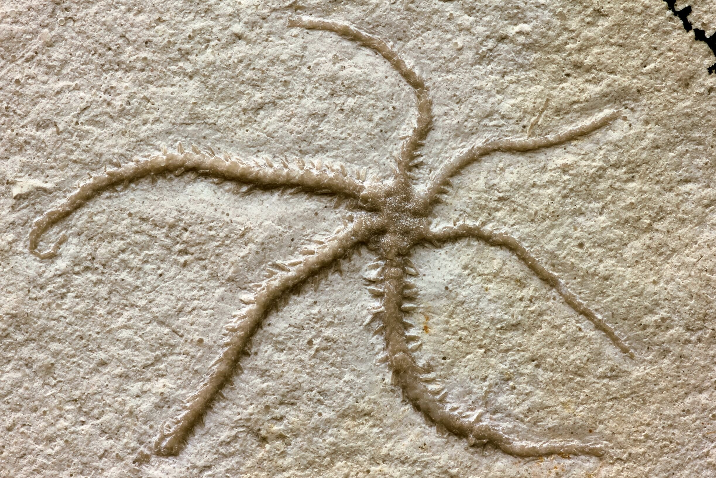 photo of Fossil found in Germany shows starfish relative engaged in clonal fragmentation 150 million years ago image