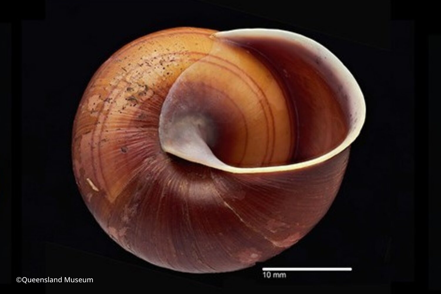 photo of Four new-to-science species of snail described image