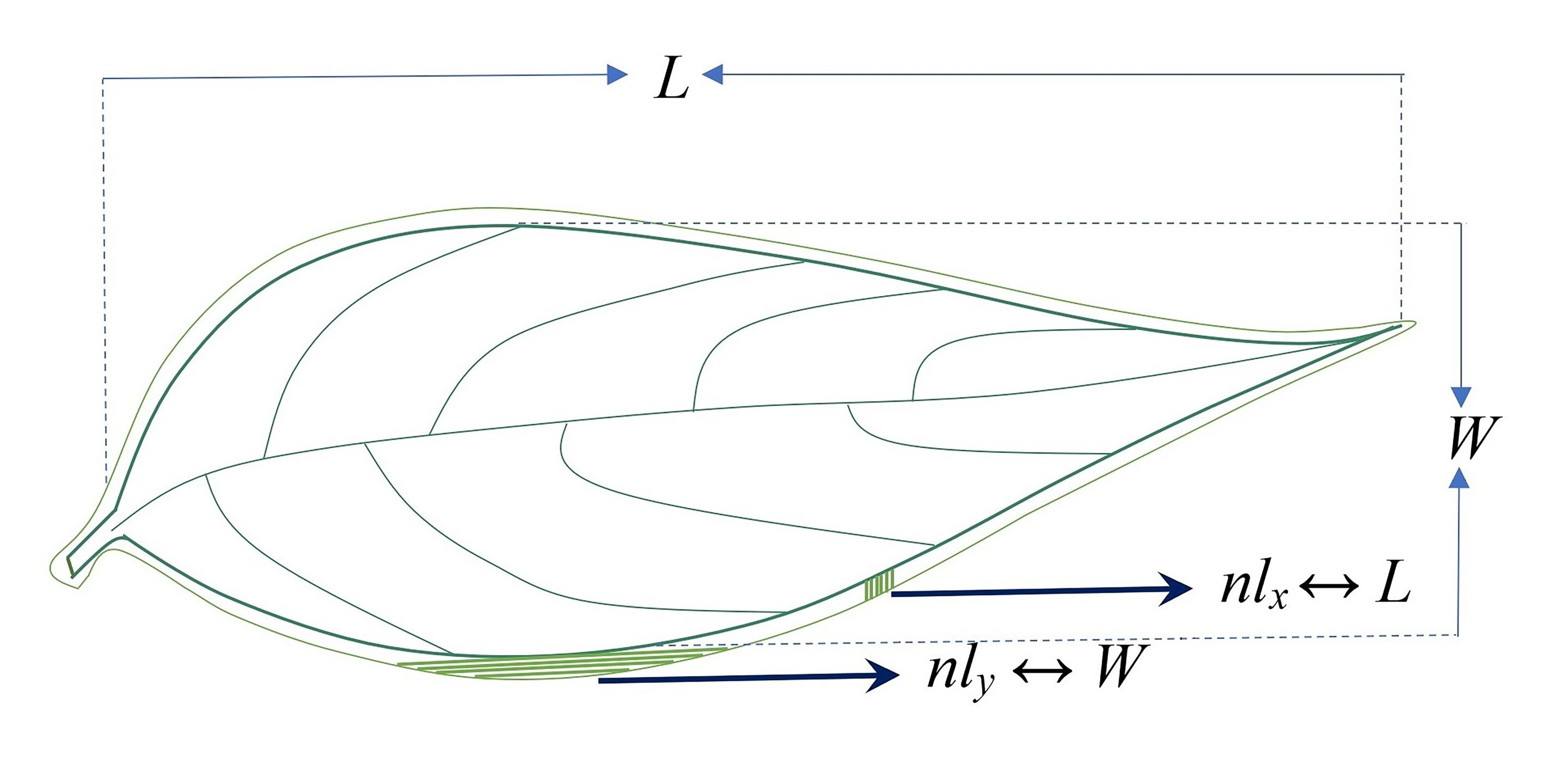 From black hole entropy to the complexity of plant leaves: an interesting link