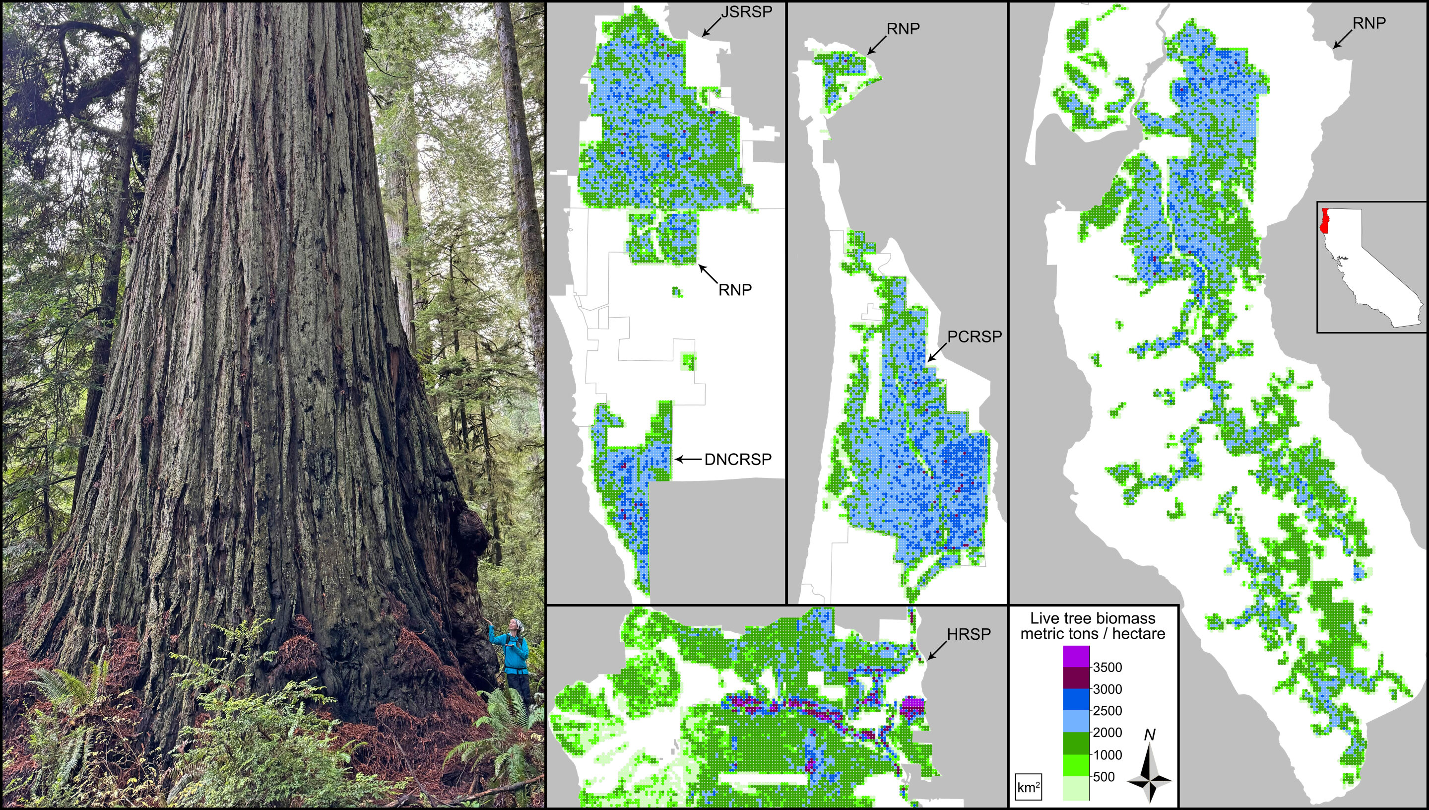 photo of From tape measures to space lasers: Quantifying biomass of the world's tallest forests image