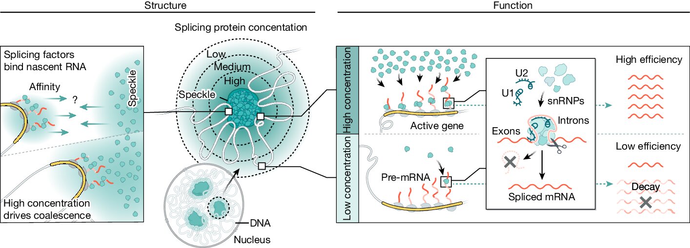 photo of Genes spatially organize for efficient mRNA splicing, study shows image
