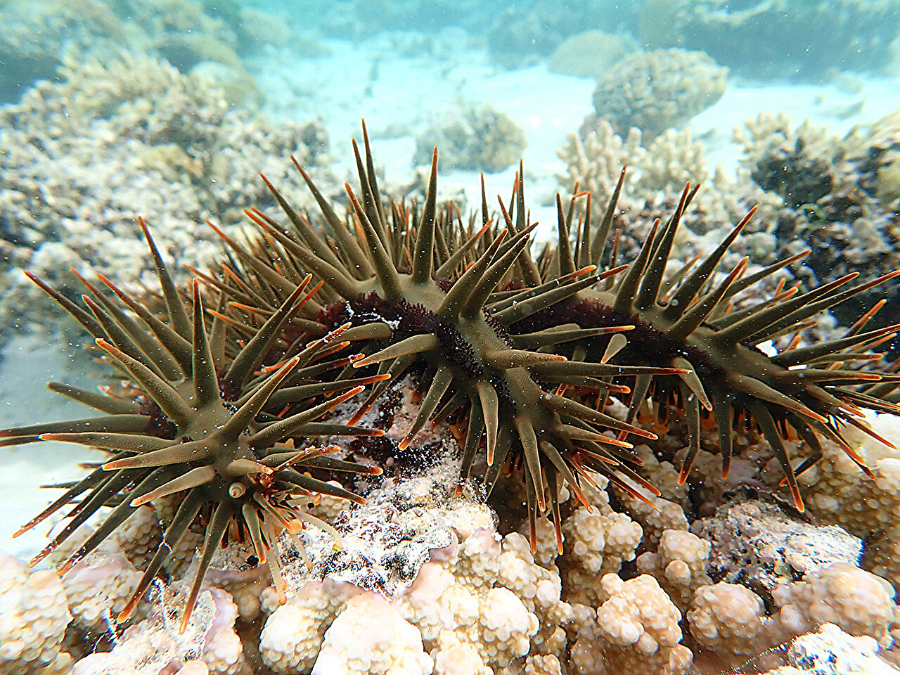 photo of Genetics provide key to fight crown-of-thorns starfish image