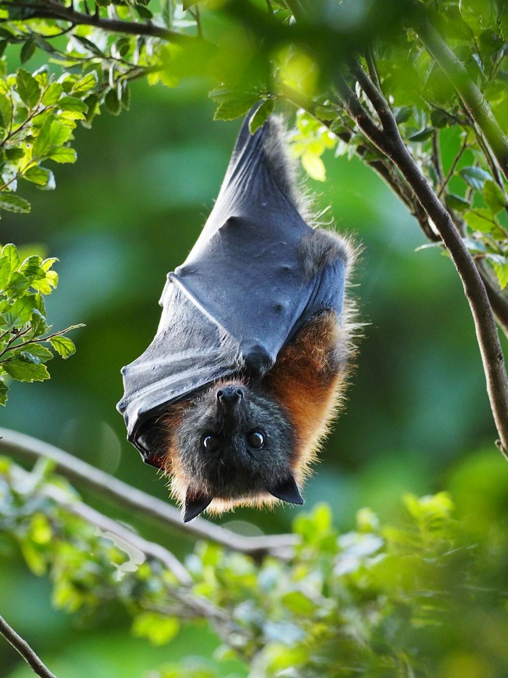 Gray-headed flying-fox population is stable—10 years of monitoring reveals this threatened species is doing well