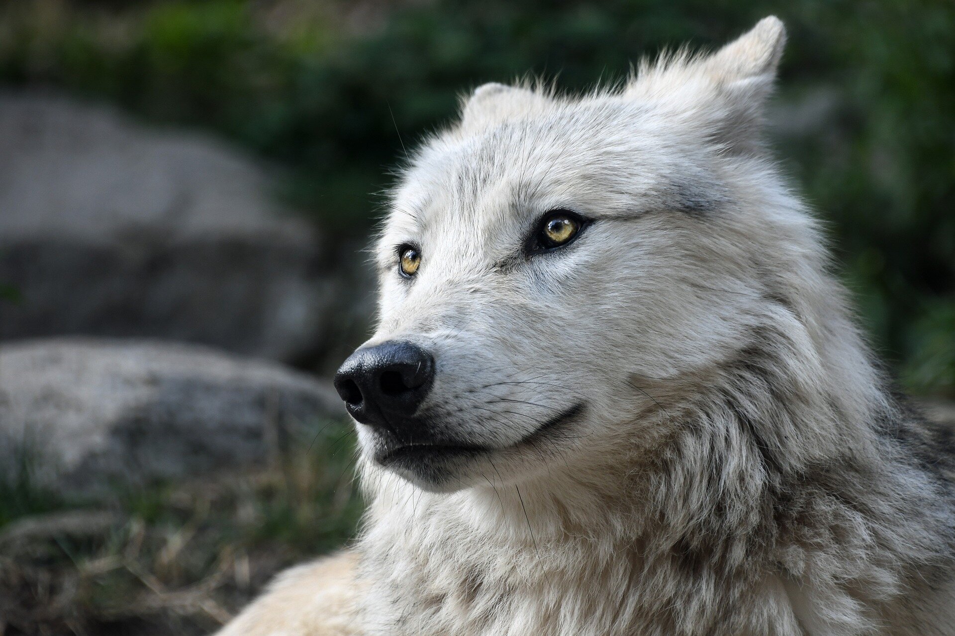 photo of Wildlife officials confirm fourth gray wolf attack in Colorado´s Grand County image