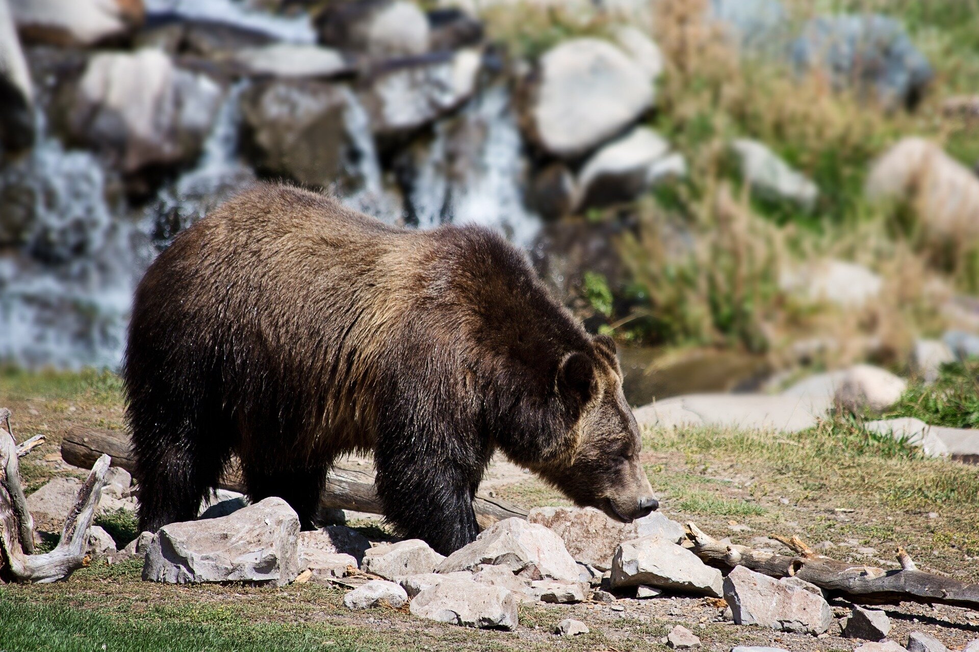More grizzlies in Idaho? Federal proposal could make it happen as Republicans push delisting