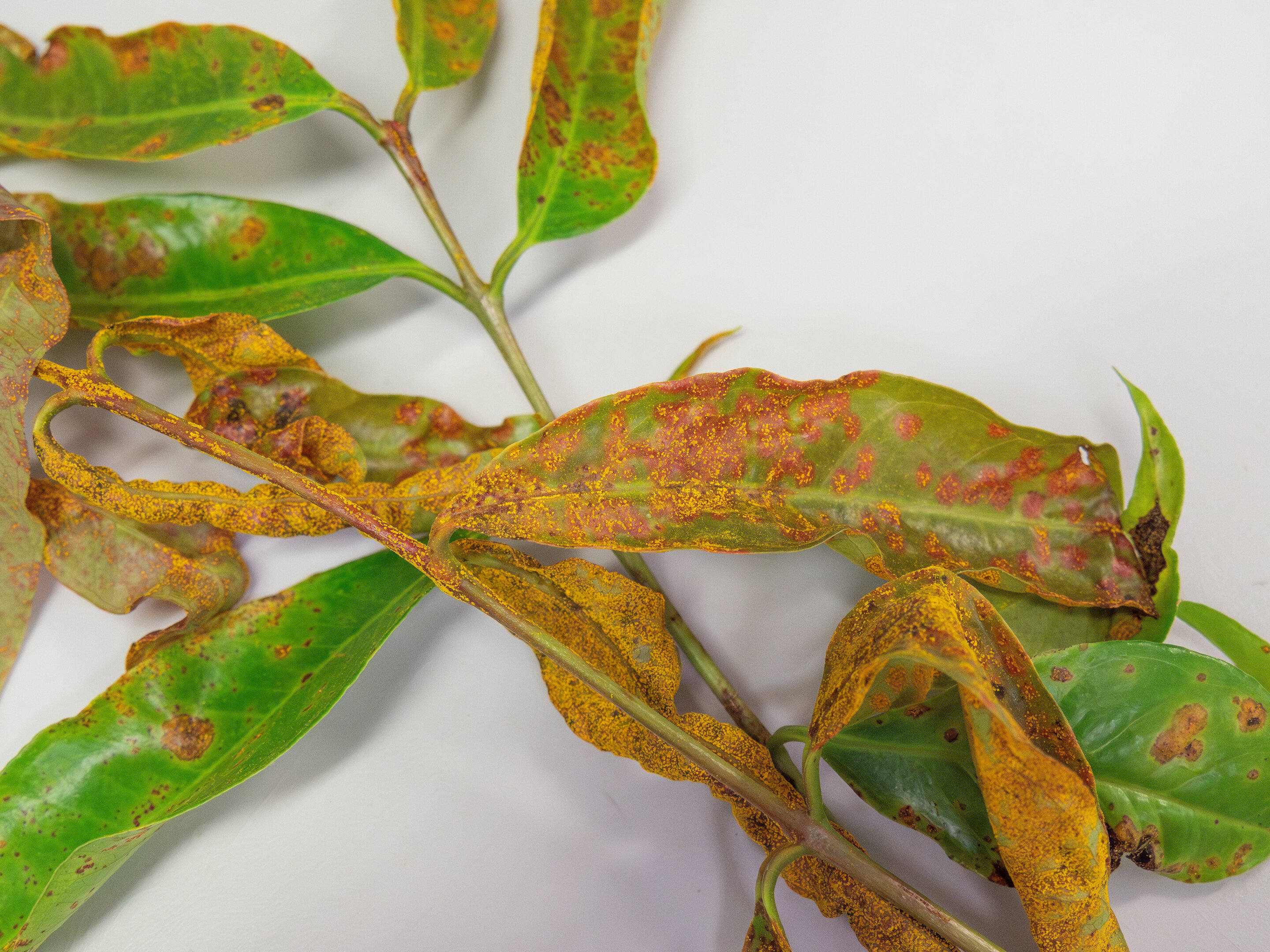 #High-tech spray can prevent and cure rusty plant threat
