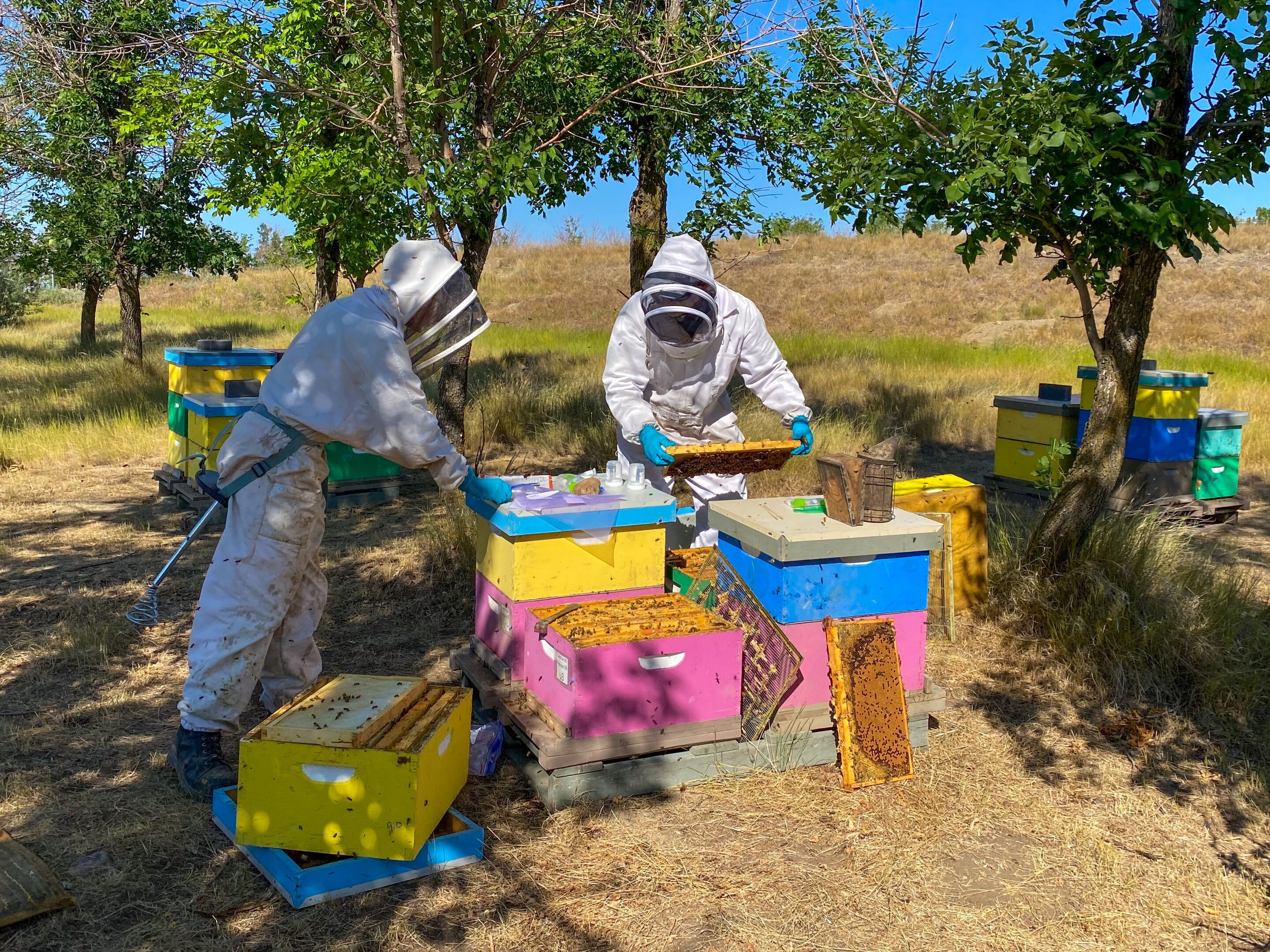 Honey bees experience multiple health stressors out in the field