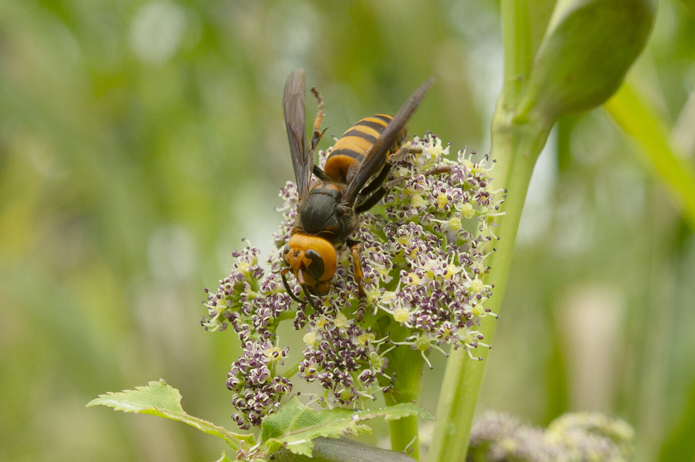 photo of Hornets found to be primary pollinators of two Angelica species image