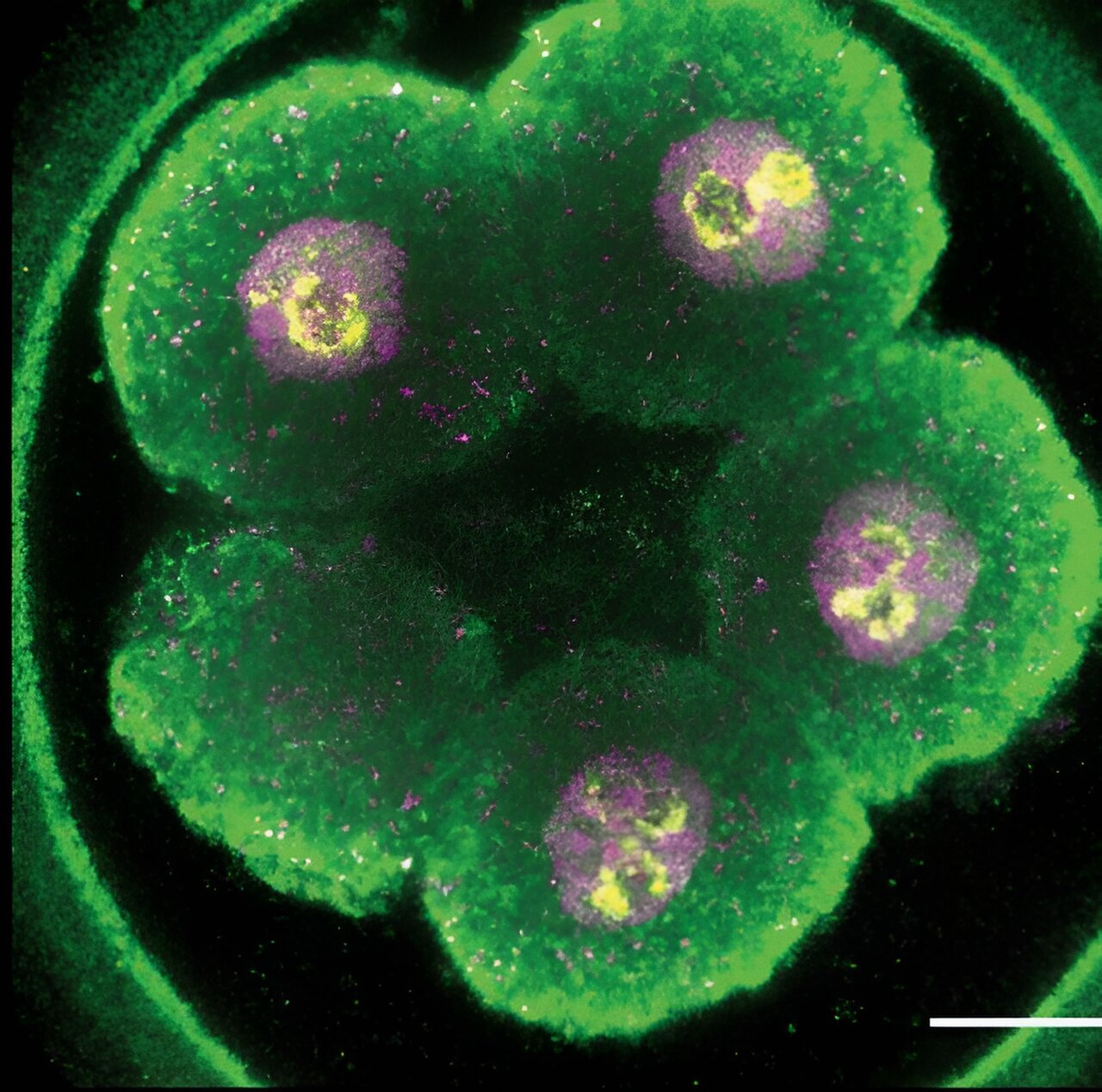 photo of How a 'conductor' makes sense of chaos in early mouse embryos image