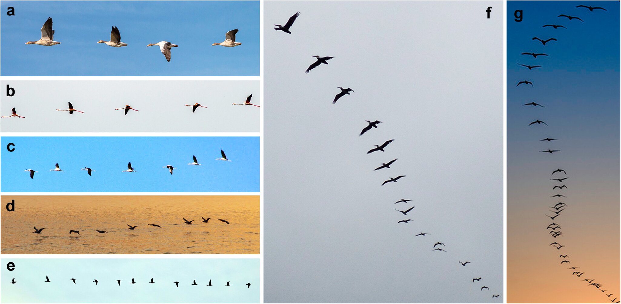 photo of How do birds flock? Researchers do the math to reveal previously unknown aerodynamic phenomenon image