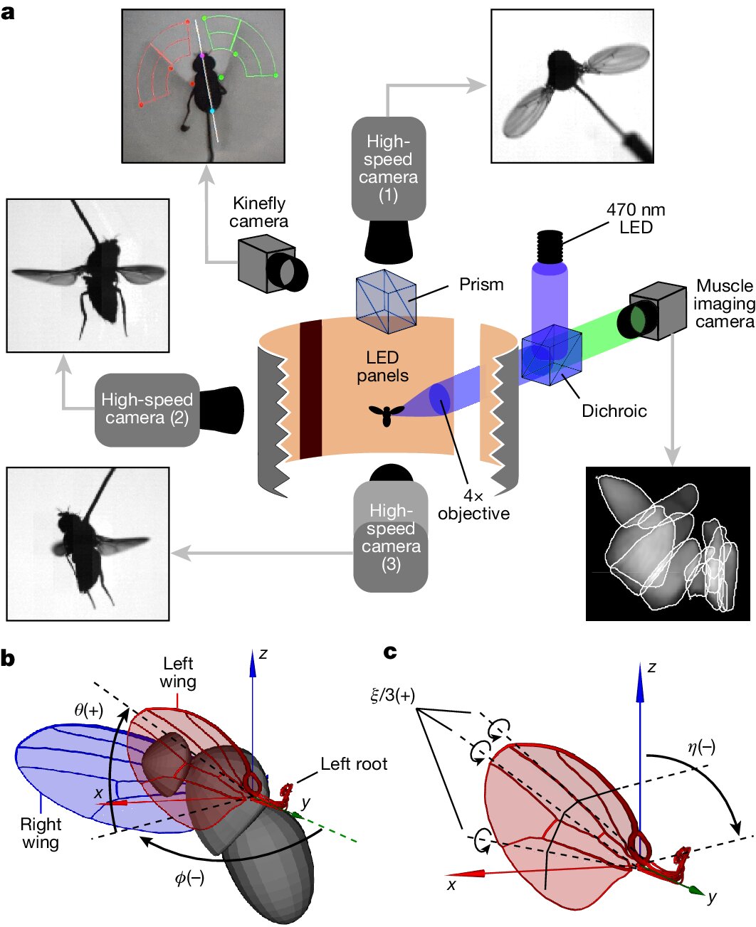 photo of How insects control their wings: The mysterious mechanics of insect flight image