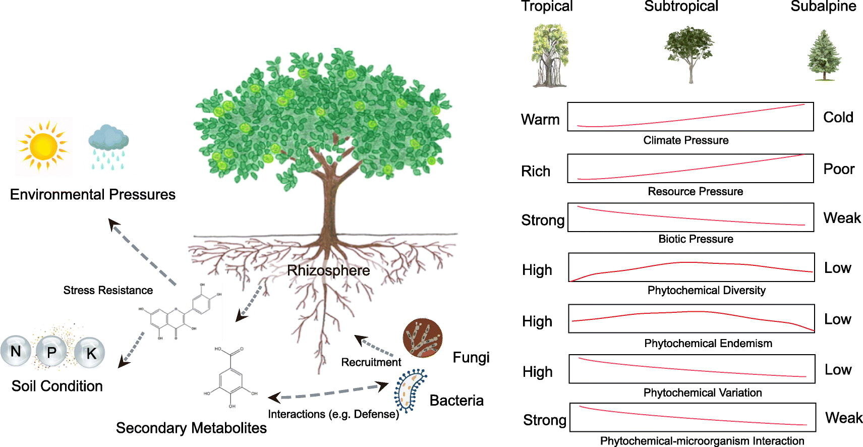 photo of How phytochemical diversity affects plant adaptation to stress image