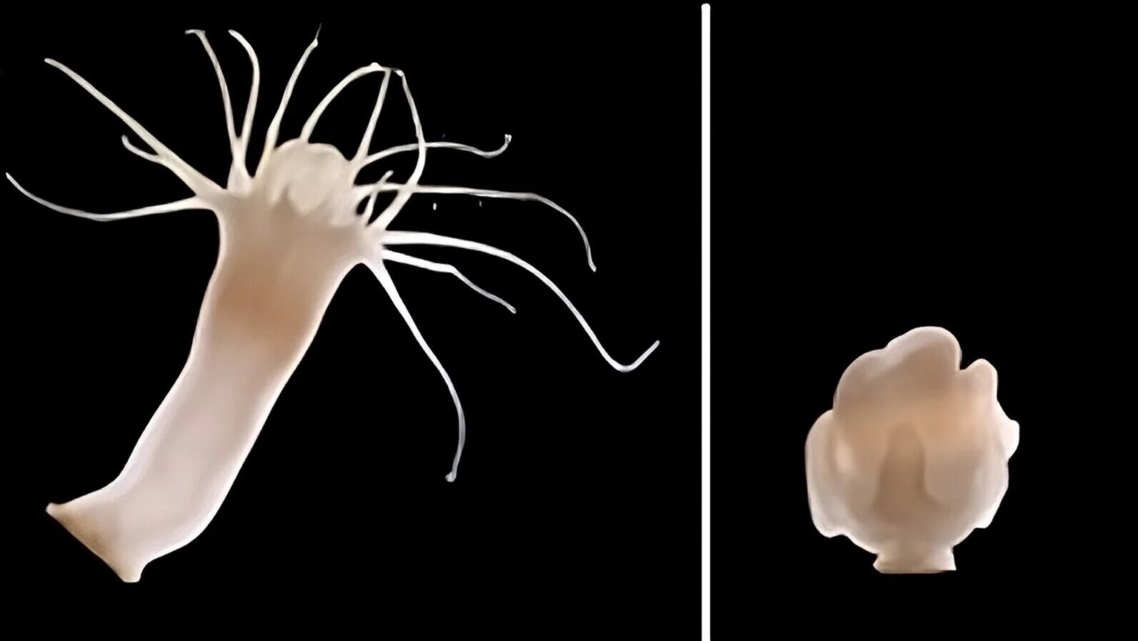 photo of How polyps of the moon jellyfish repel viral attacks on their microbiome image