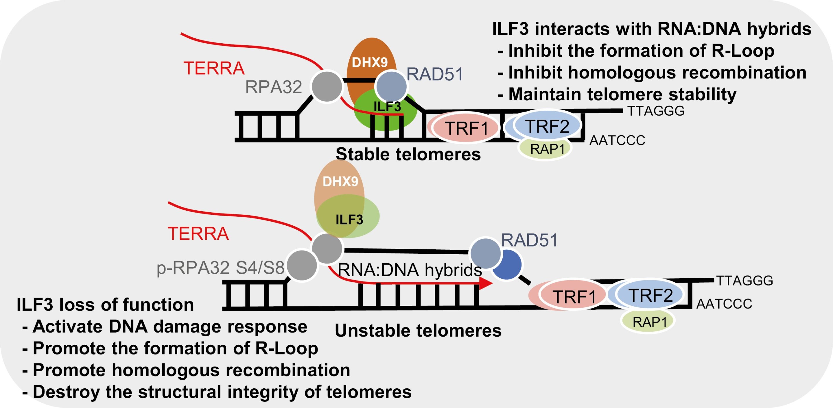 Результаты показывают, что ILF3 может функционировать как считыватель теломерных R-петлей, помогая поддерживать гомеостаз теломер.