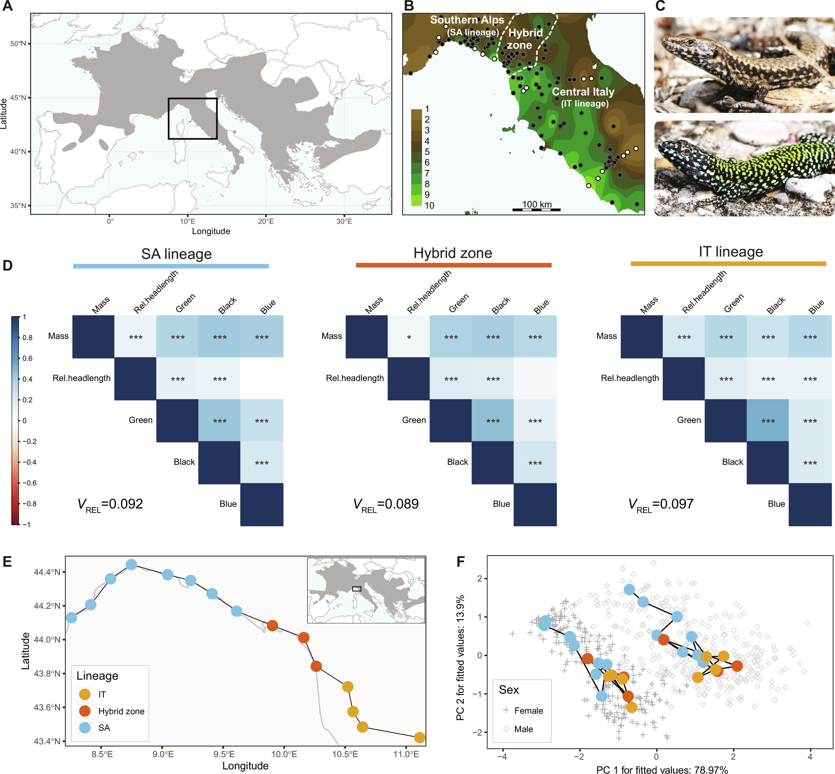 photo of Aggressive wall lizard provides clues to understanding evolution image