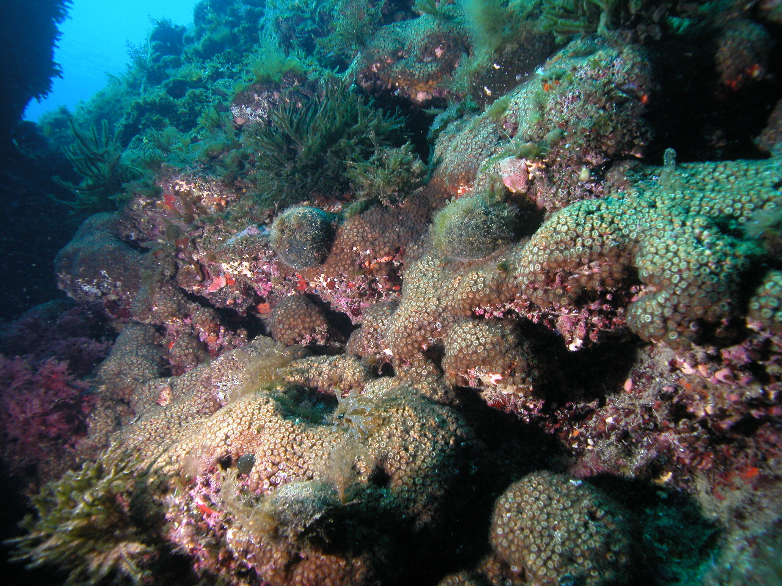 #Industrial pollutants found in Mediterranean corals for the first time