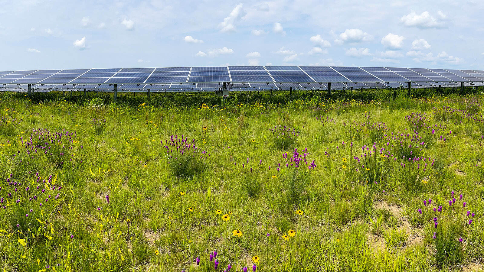 Insect populations flourish in the restored habitats of solar energy facilities
