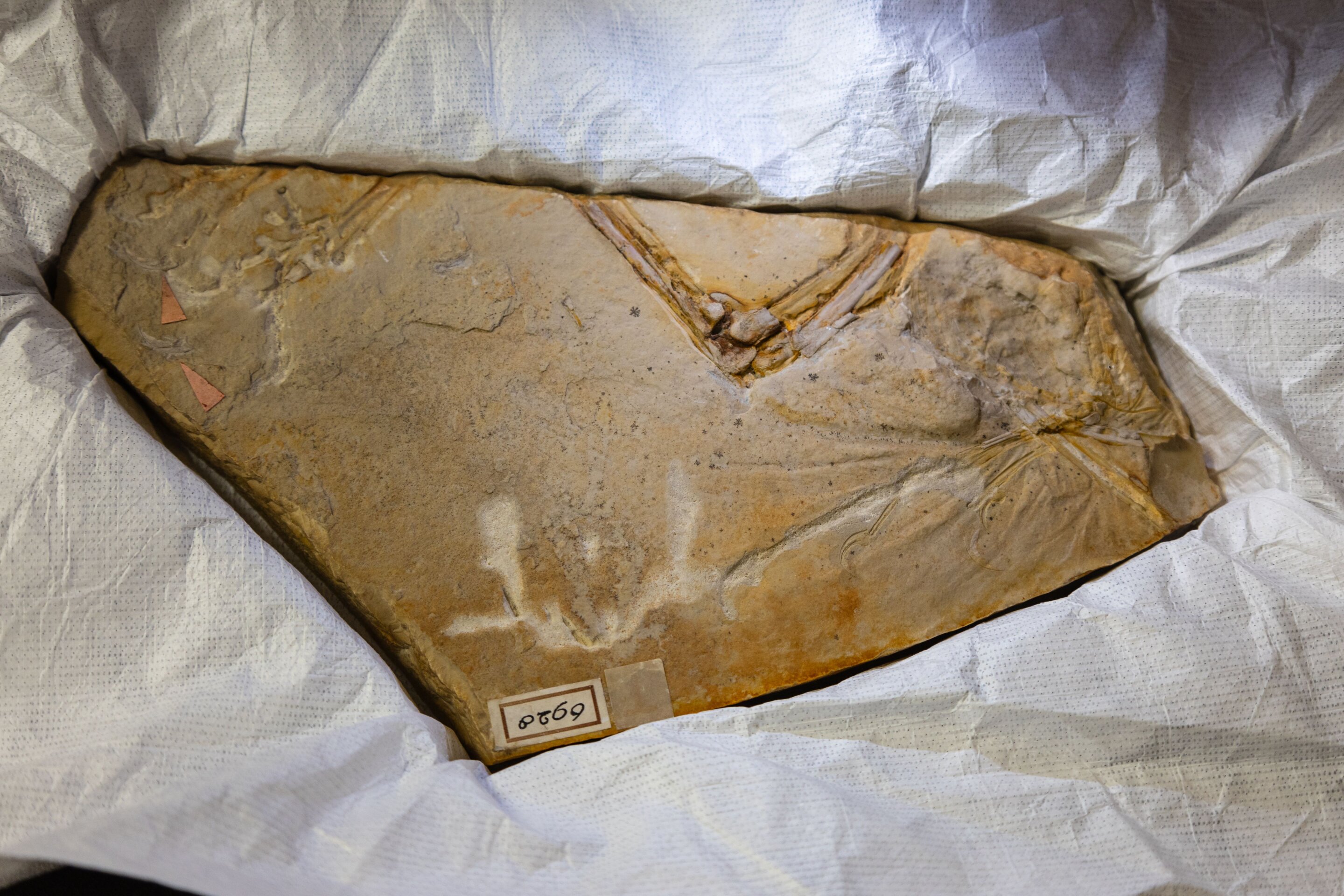 photo of Is it a bird or a dinosaur? Fossils from Teylers Museum in Netherlands secretly visit UK's synchrotron image