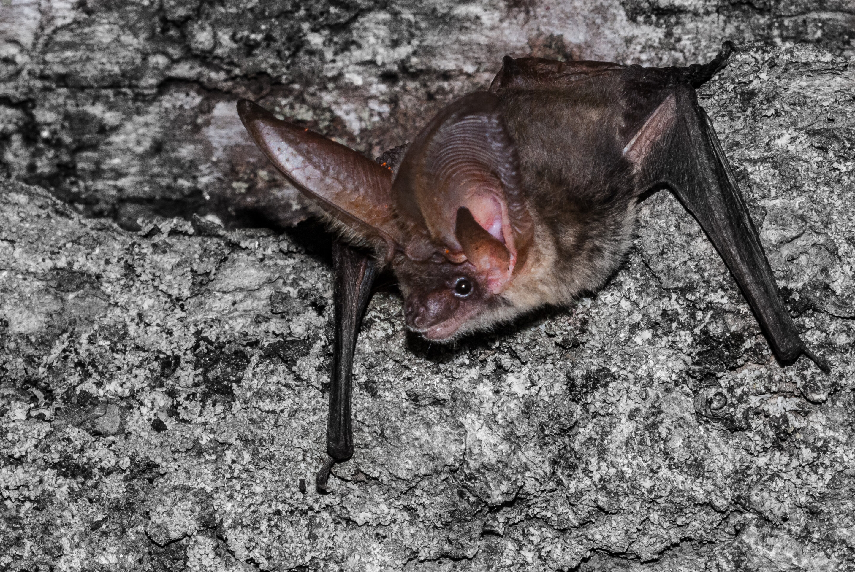 photo of Research team shows island bats are valuable allies for farmers image