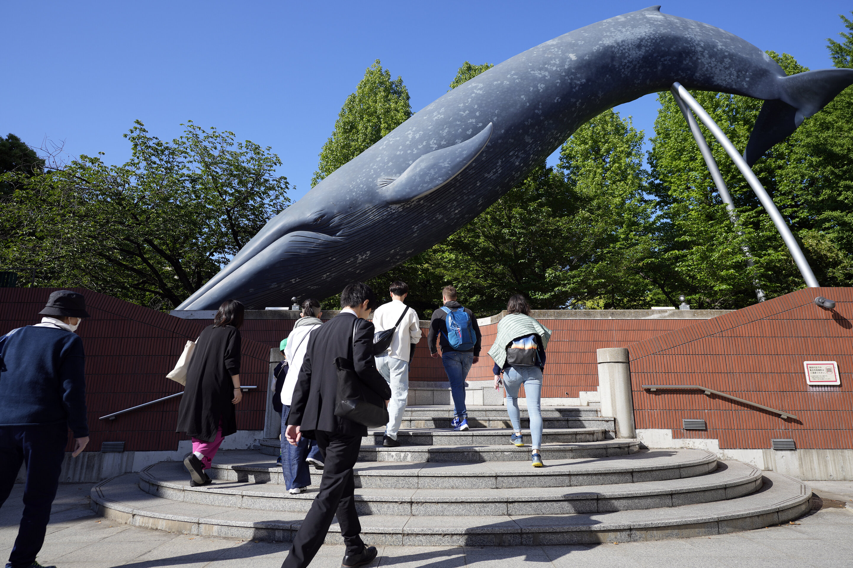 photo of Japan Fisheries Agency proposes allowing commercial catching of fin whales image