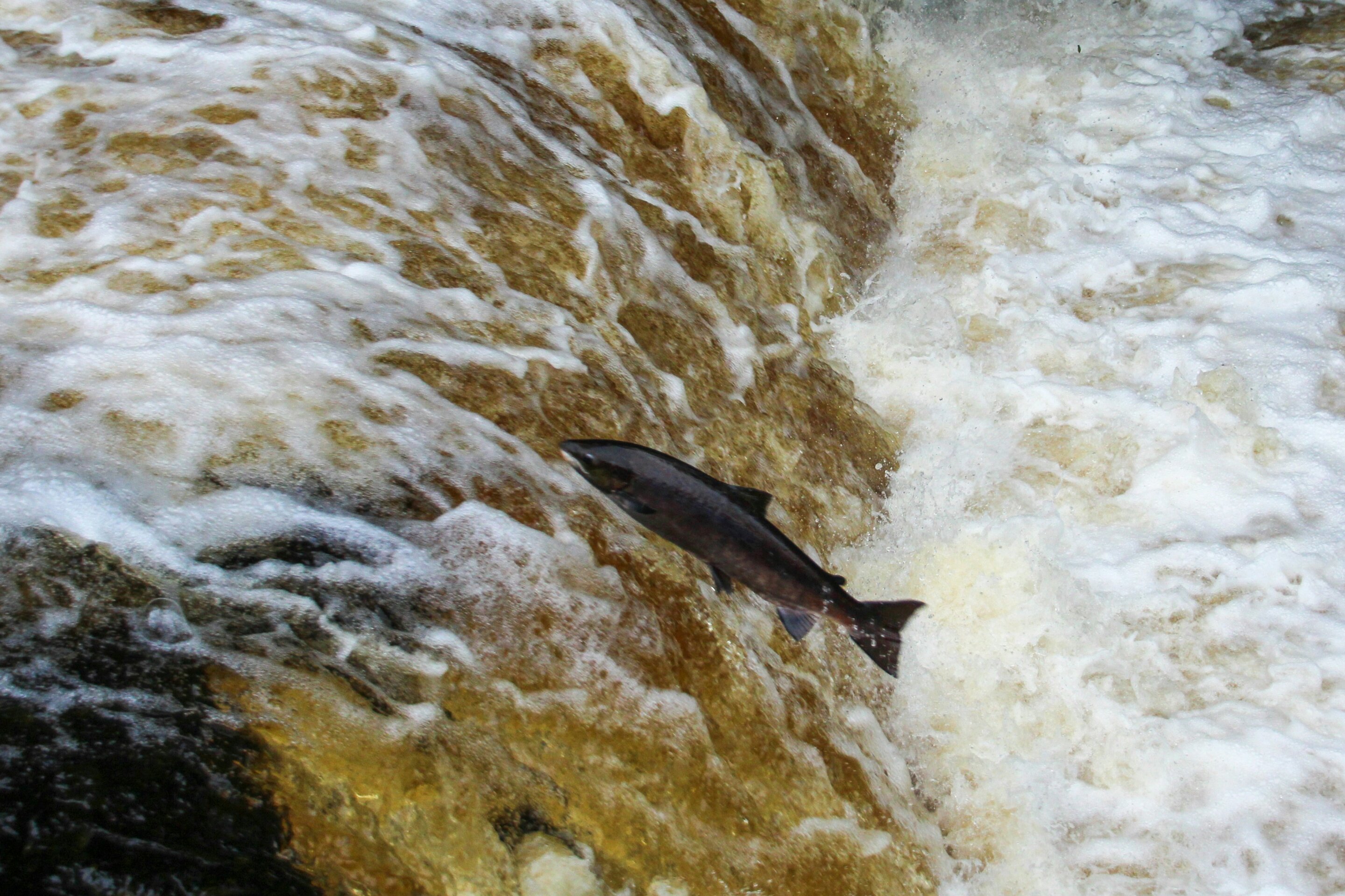 photo of River restoration is encouraging Atlantic salmon to return to heart of the UK image