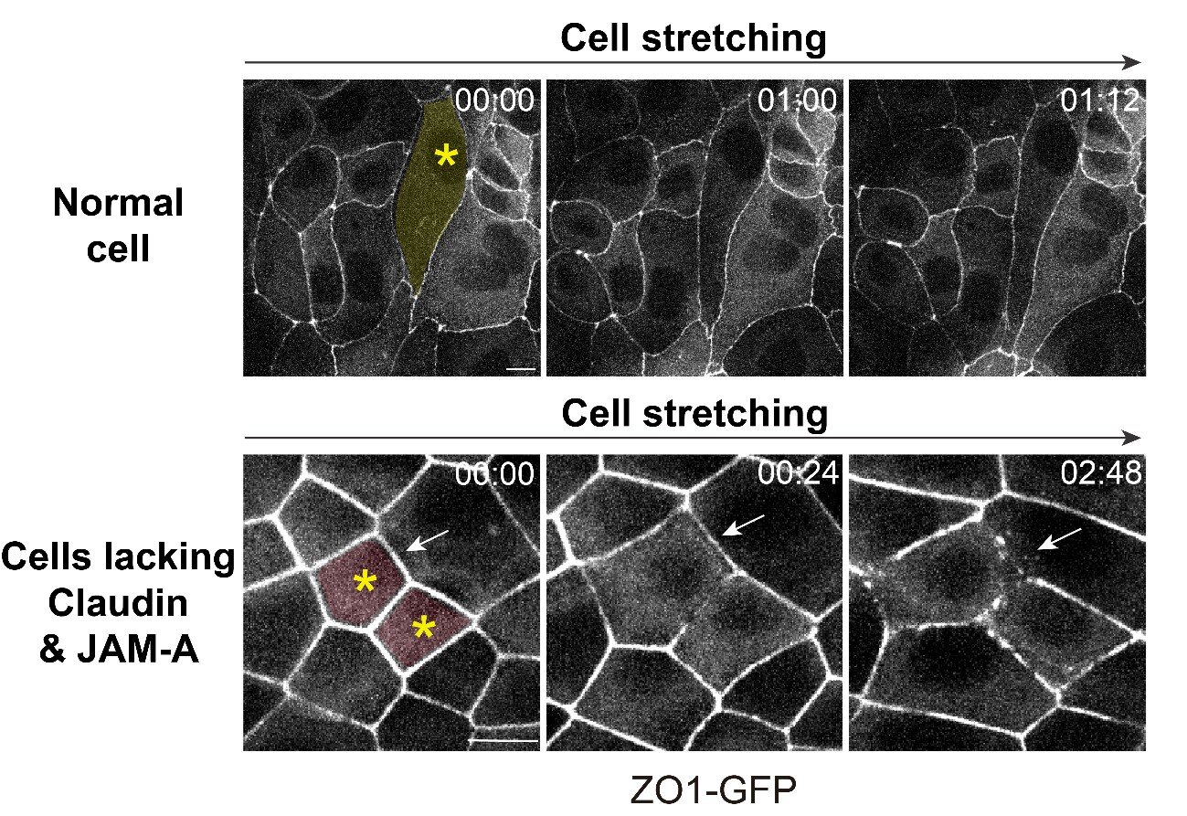 photo of Keeping cells together—how our body resists mechanical stress image