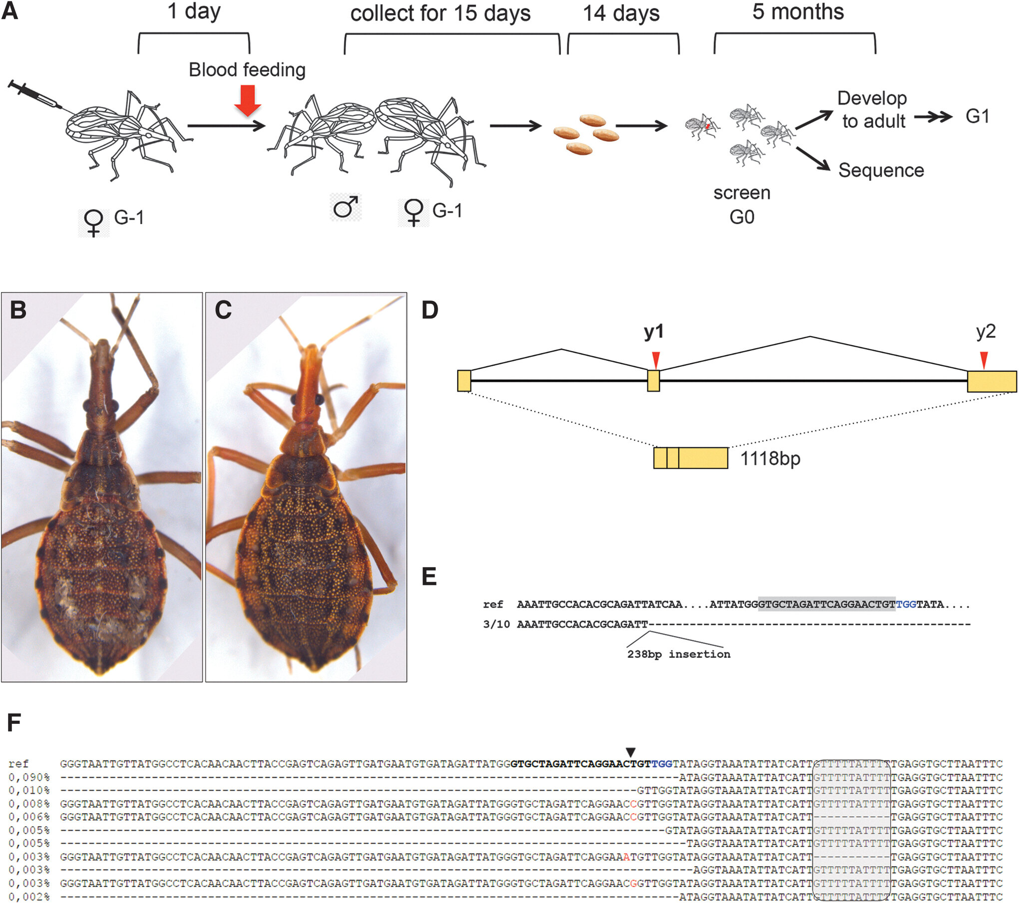 photo of Kissing bugs, vector for Chagas disease, successfully gene edited for first time image