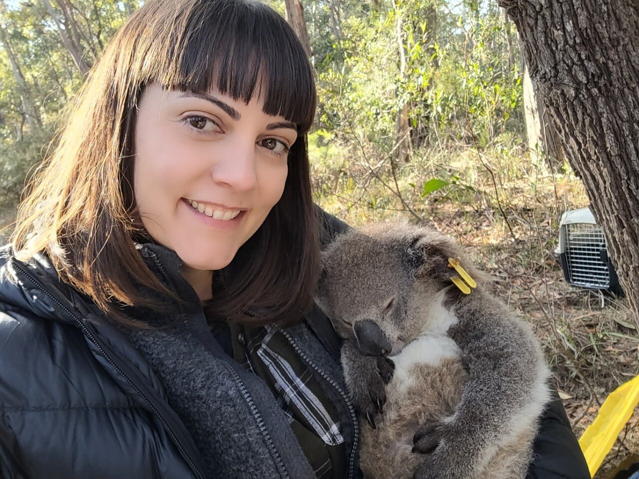 Study shows: Koalas can predict the hottest days of summer and prepare for them