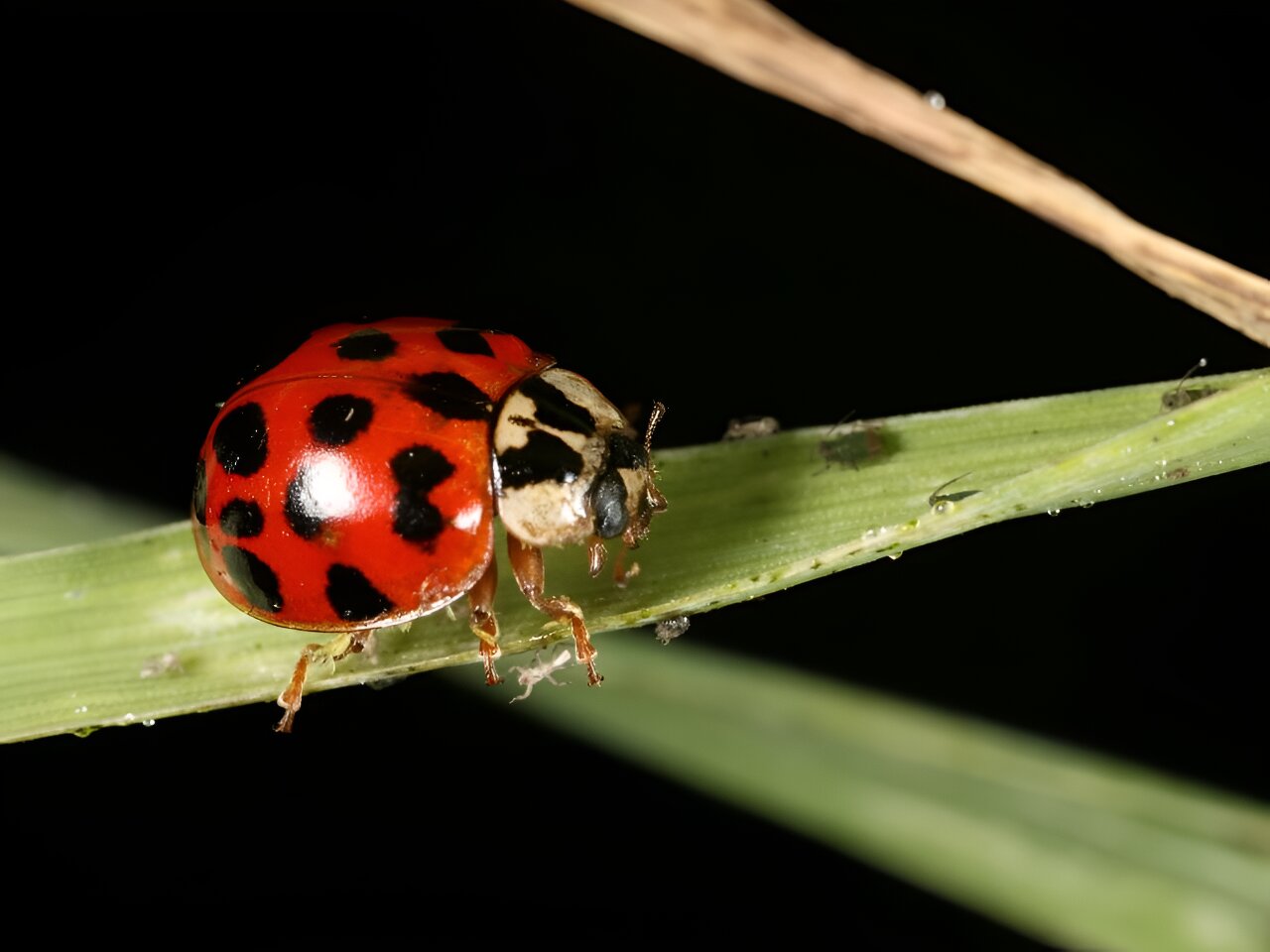 Ladybug scents offer a more ecologically friendly way to protect crops