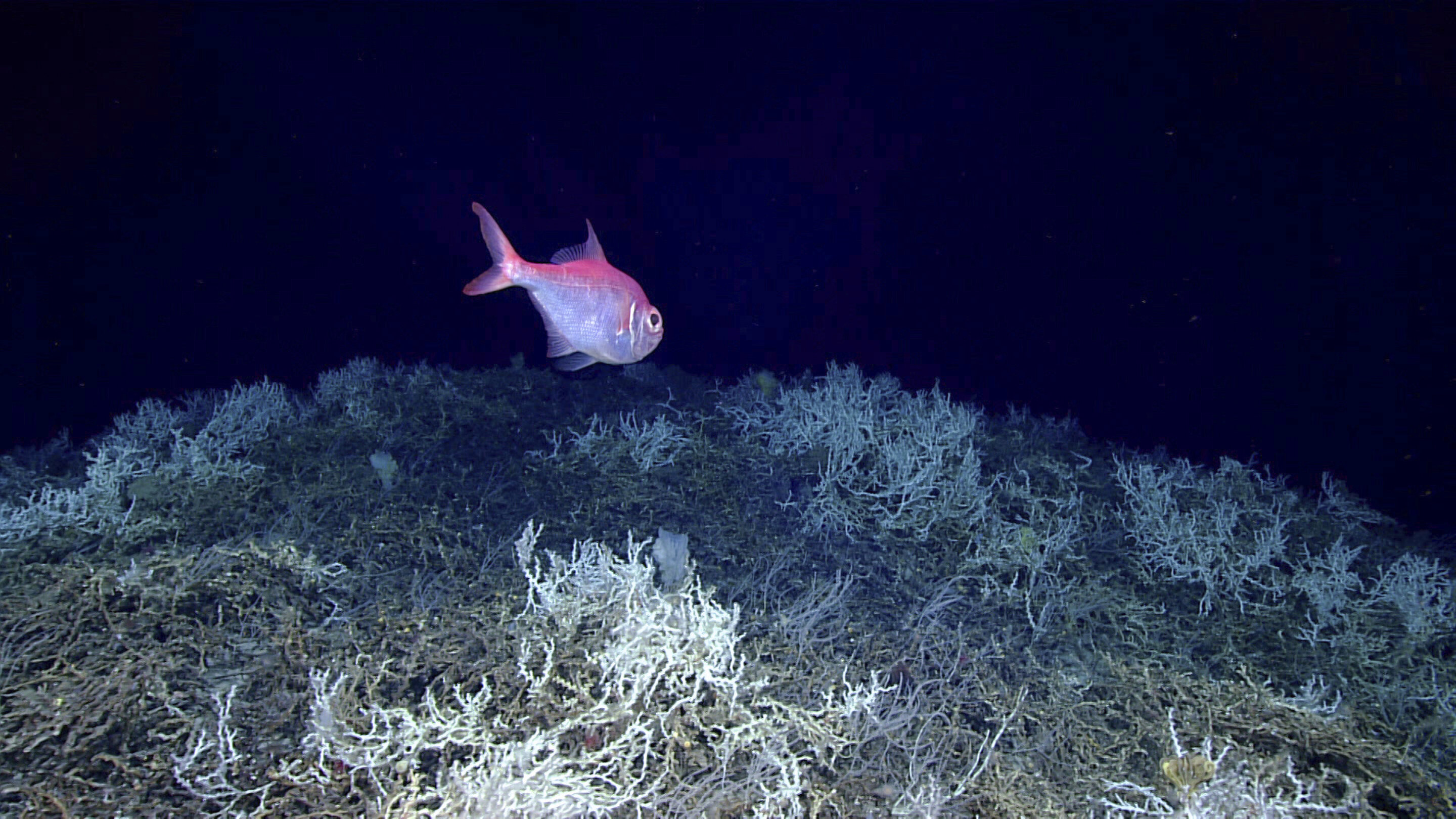 Largest deep-sea coral reef to date is mapped by scientists off the US  Atlantic coast