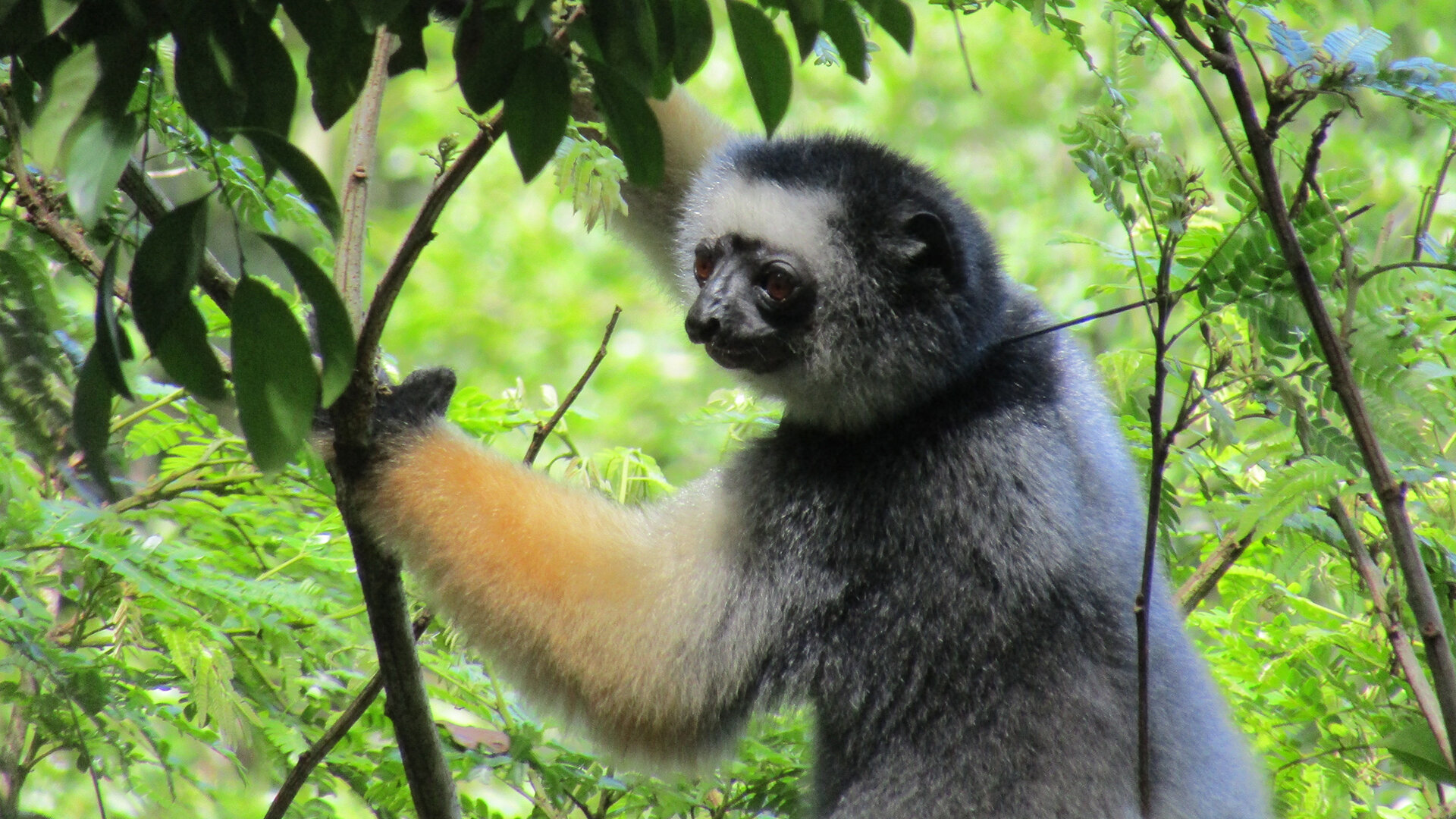 photo of Lemur's lament: When one vulnerable species stalks another image