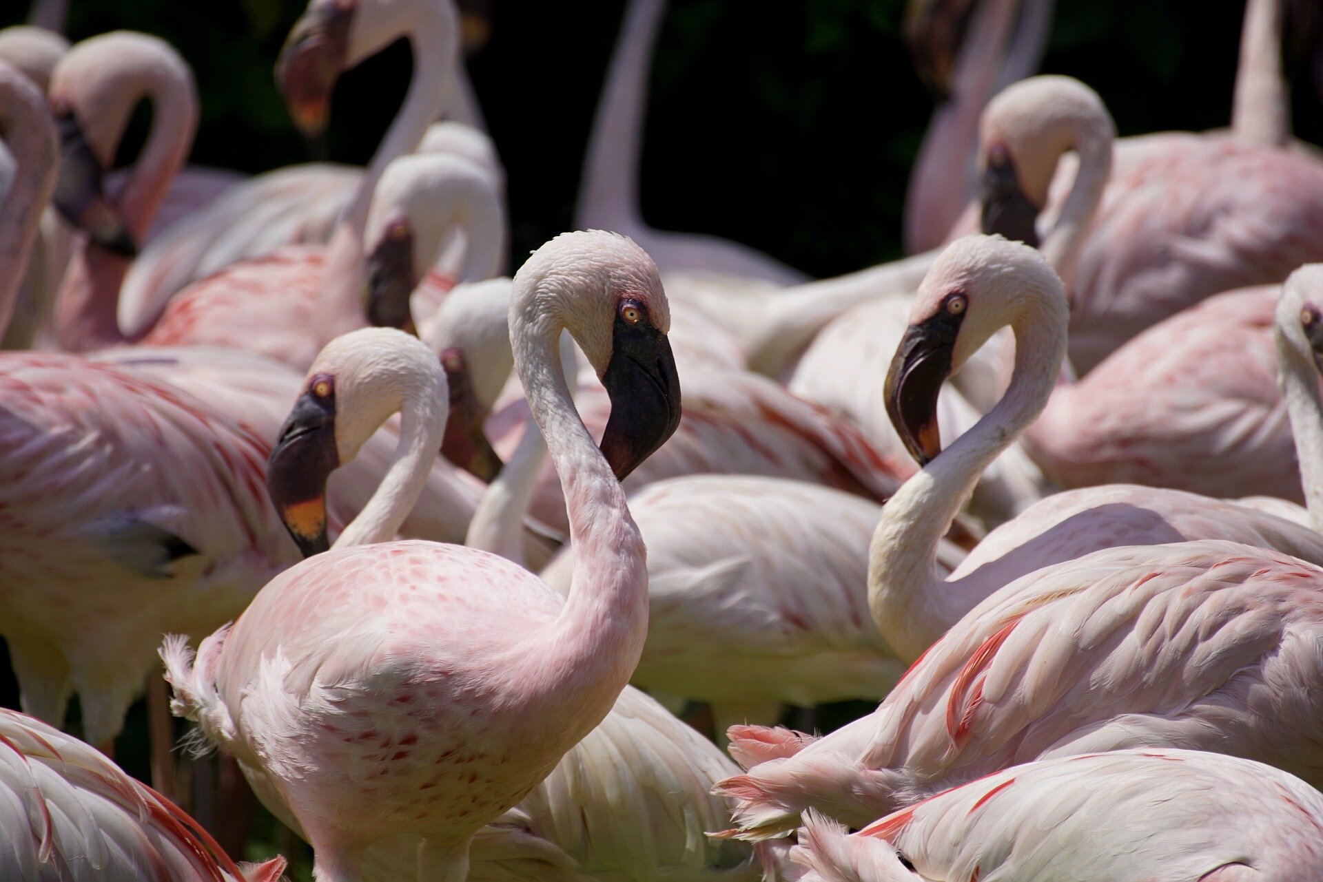 Africa’s iconic flamingos threatened by rising lake levels, study shows