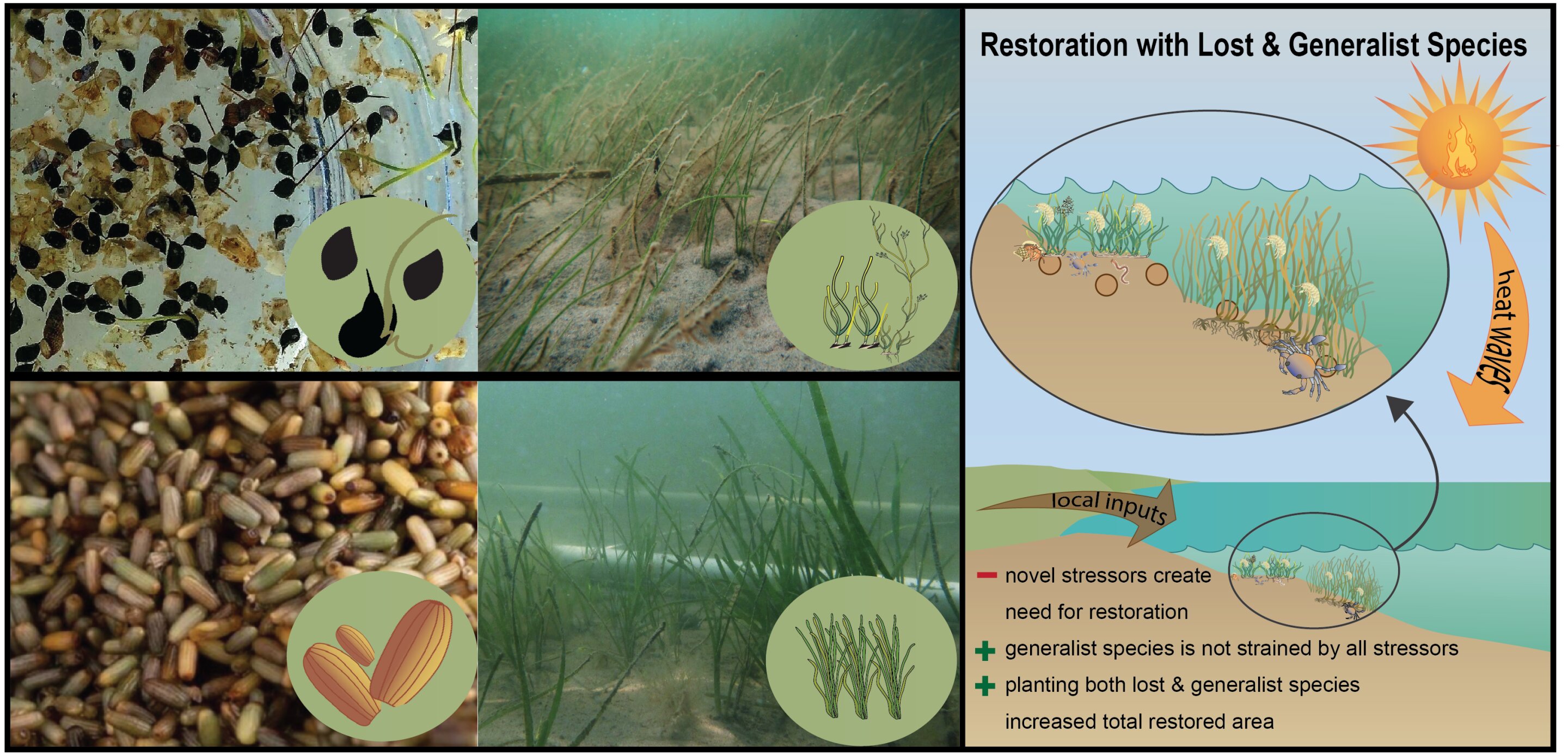 photo of Making seagrass restoration more resistant to rising temperatures using generalist grasses image