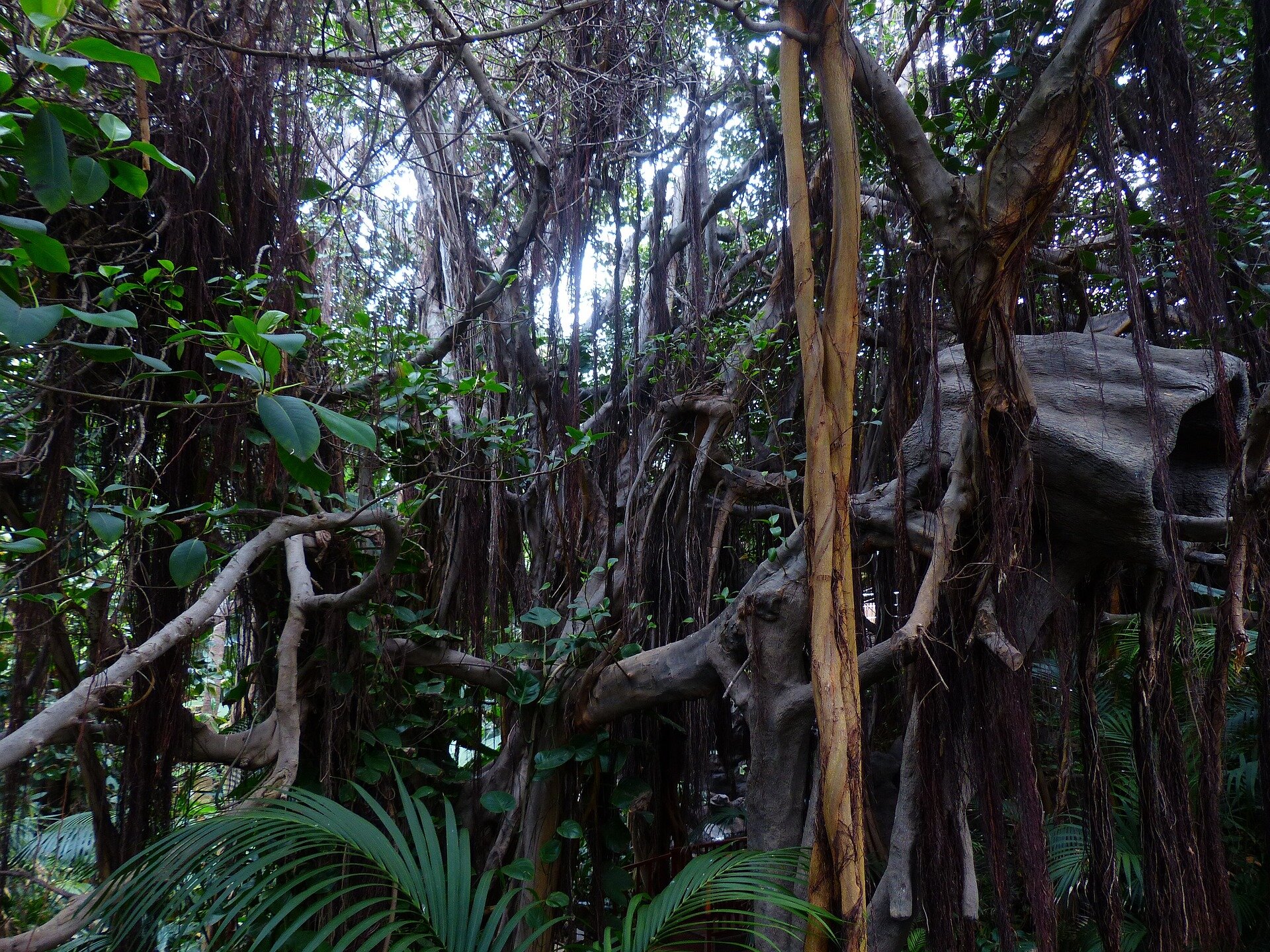 #Lianas, trees show varied stem xylem structure-function link