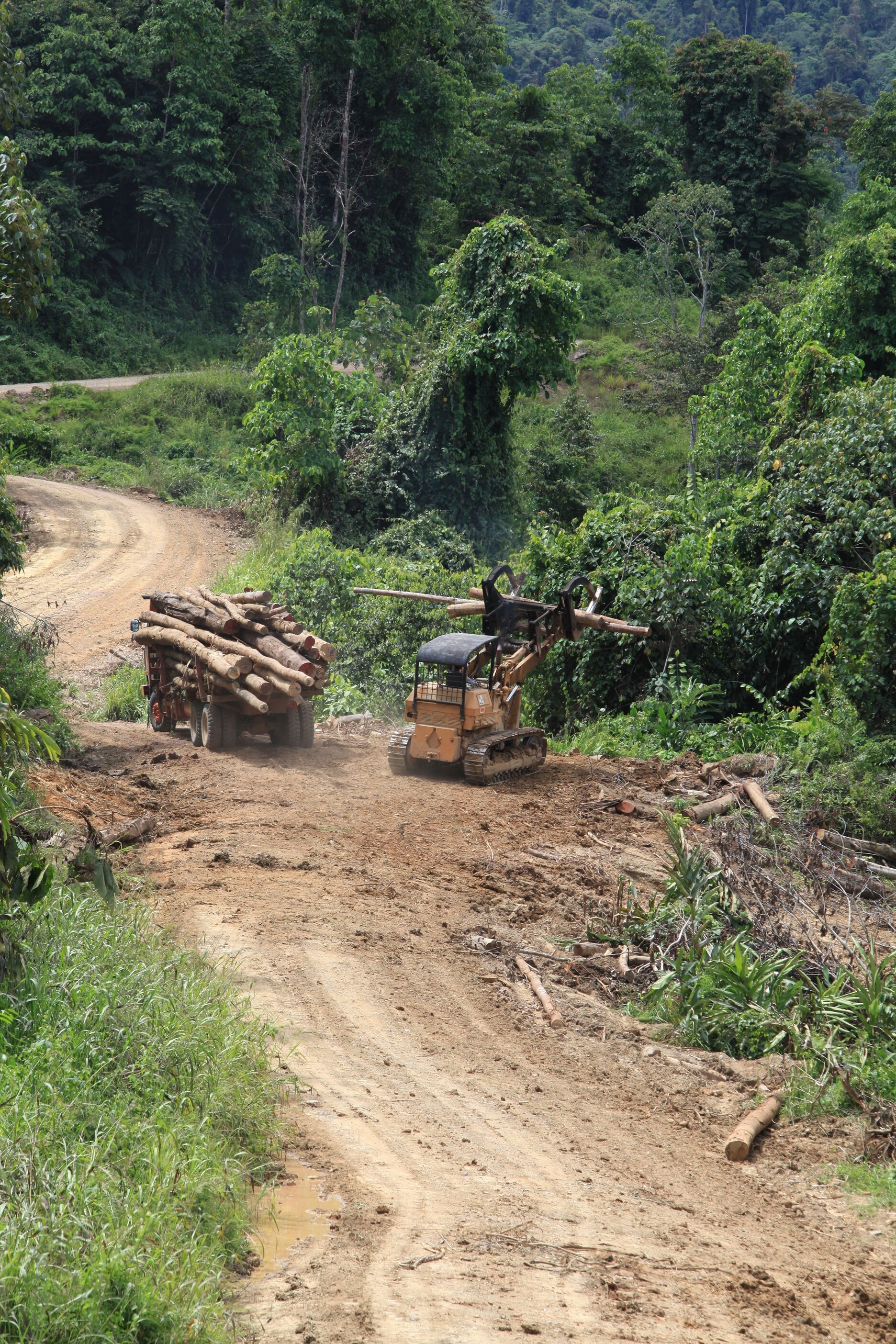 Deforestation can still be ecologically valuable – if you don’t overdo it