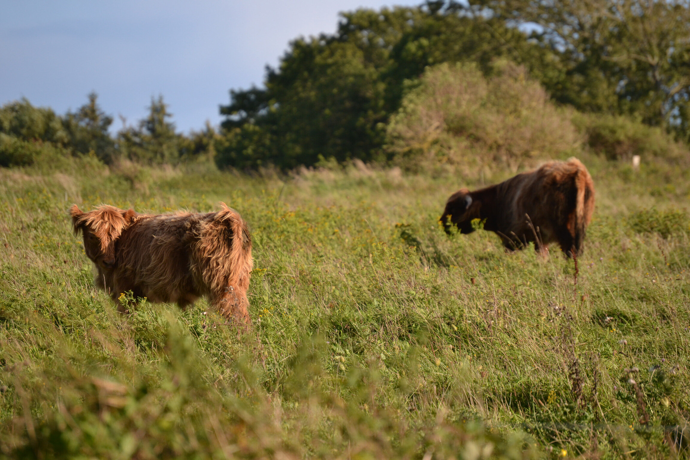 photo of Low-intensity grazing is locally better for biodiversity but challenging for land users, study shows image