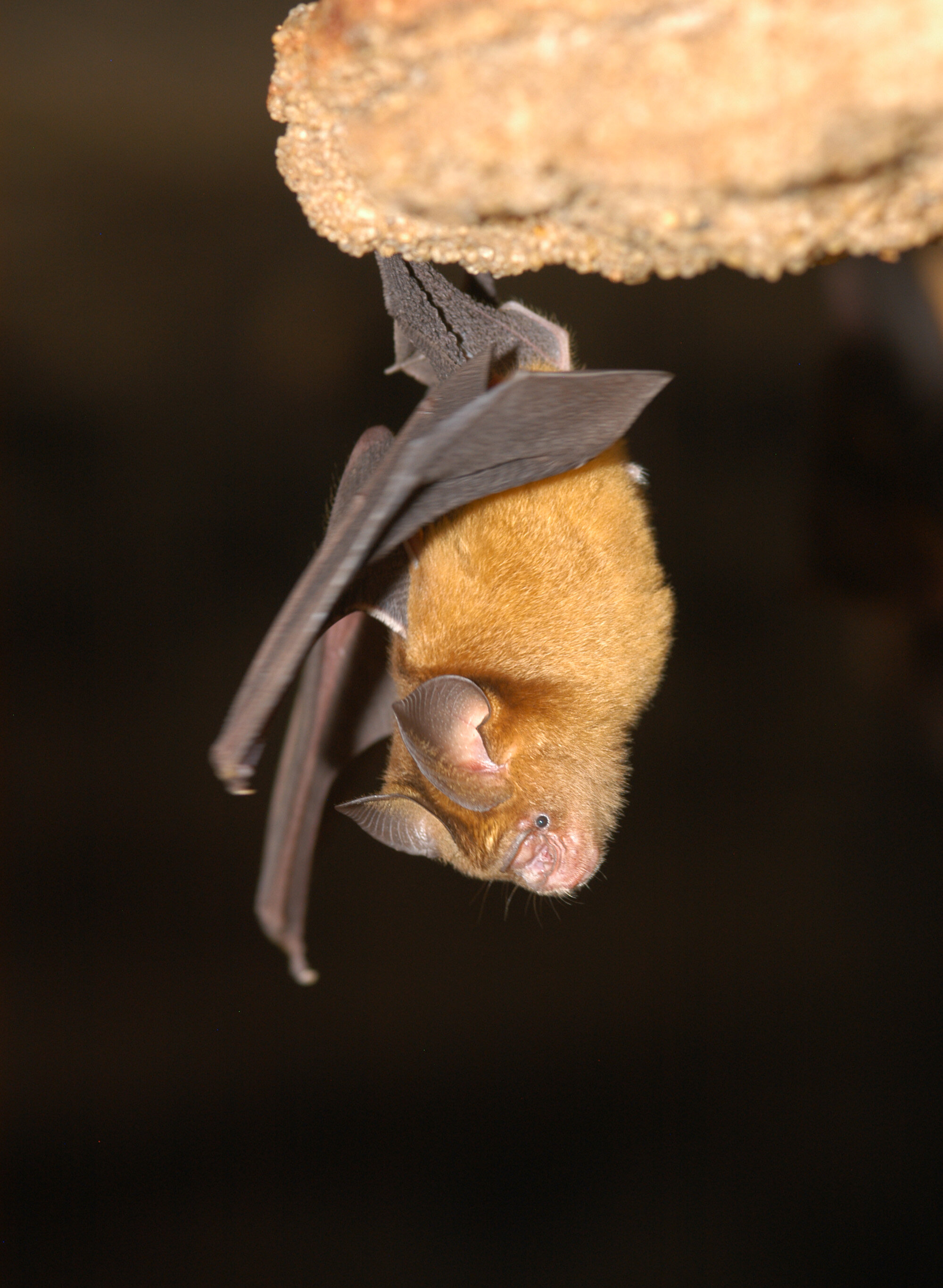 photo of Study investigates coronavirus dynamics in bats: Lower biodiversity means more pathogens image